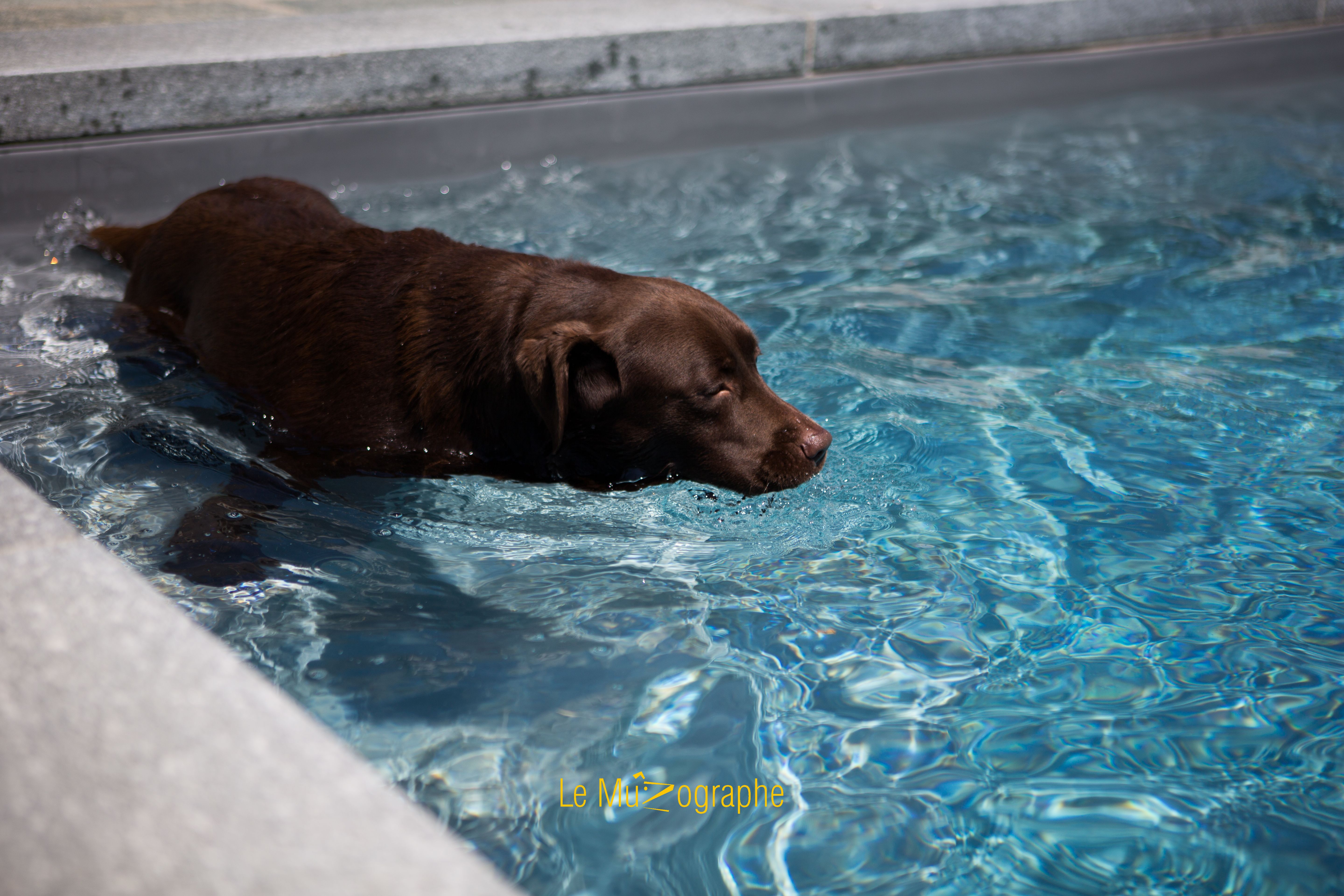 © Le MuZographe, Photographe pour chiens, chats et autres museaux