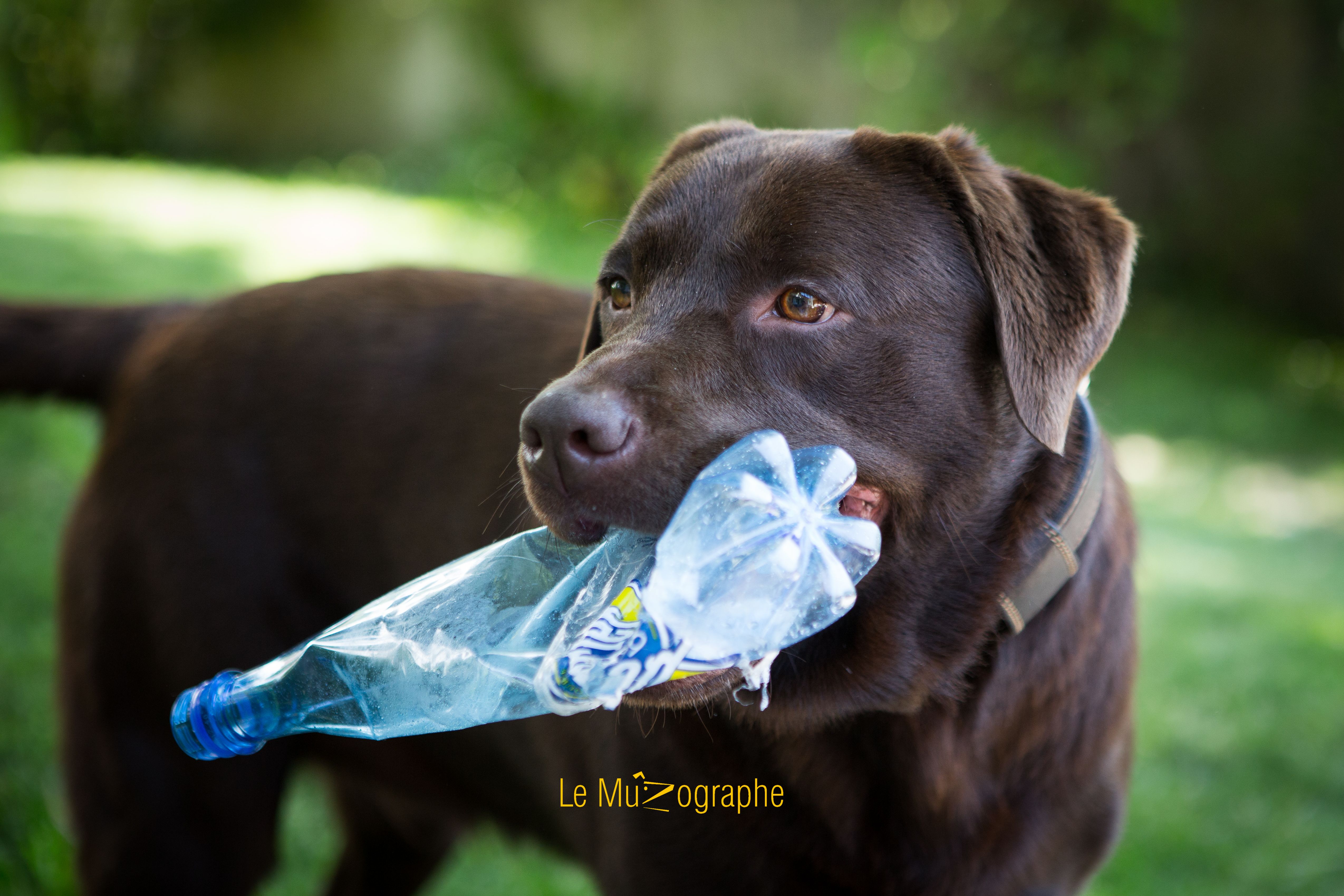 © Le MuZographe, Photographe pour chiens, chats et autres museaux