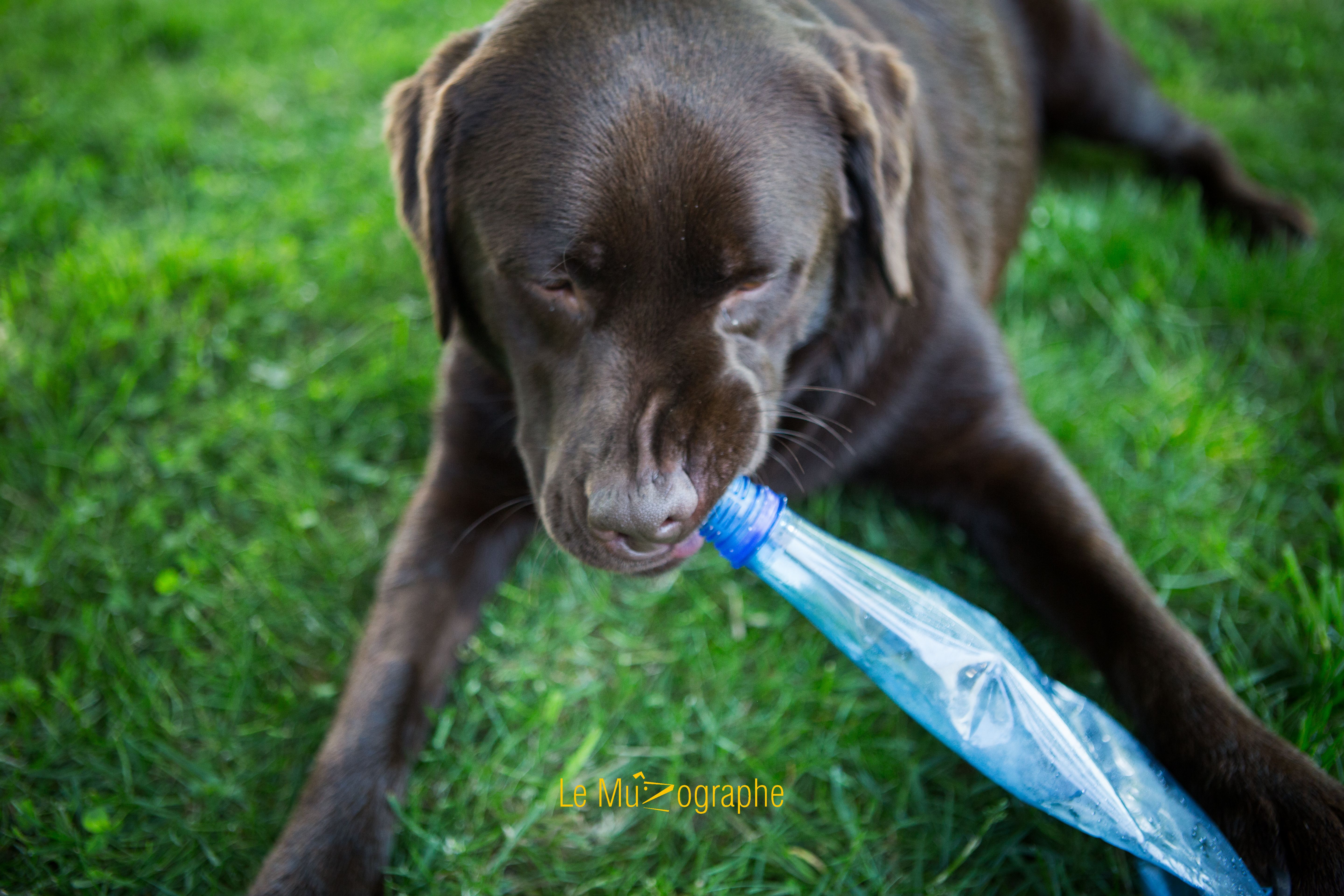 © Le MuZographe, Photographe pour chiens, chats et autres museaux