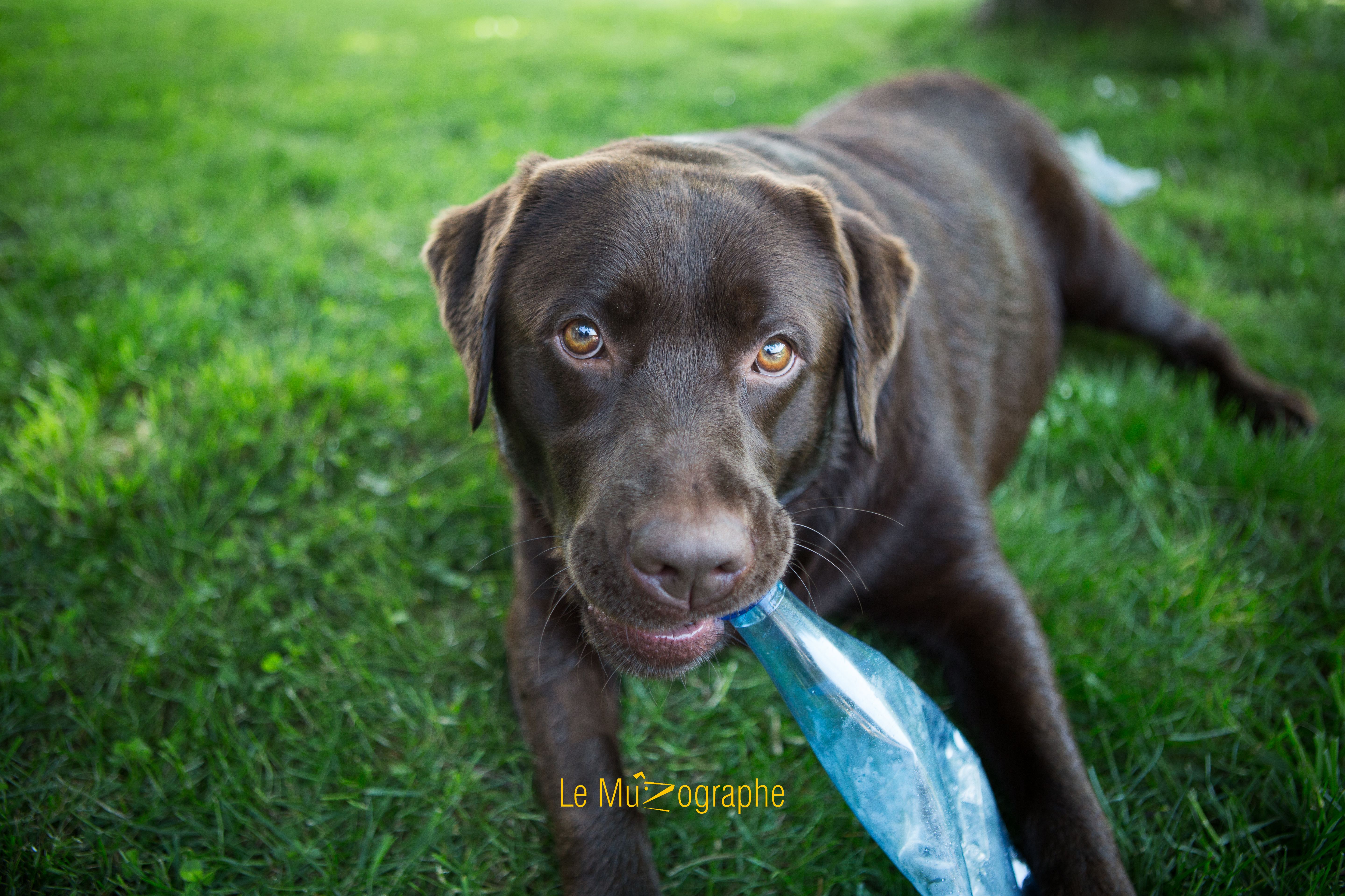 © Le MuZographe, Photographe pour chiens, chats et autres museaux