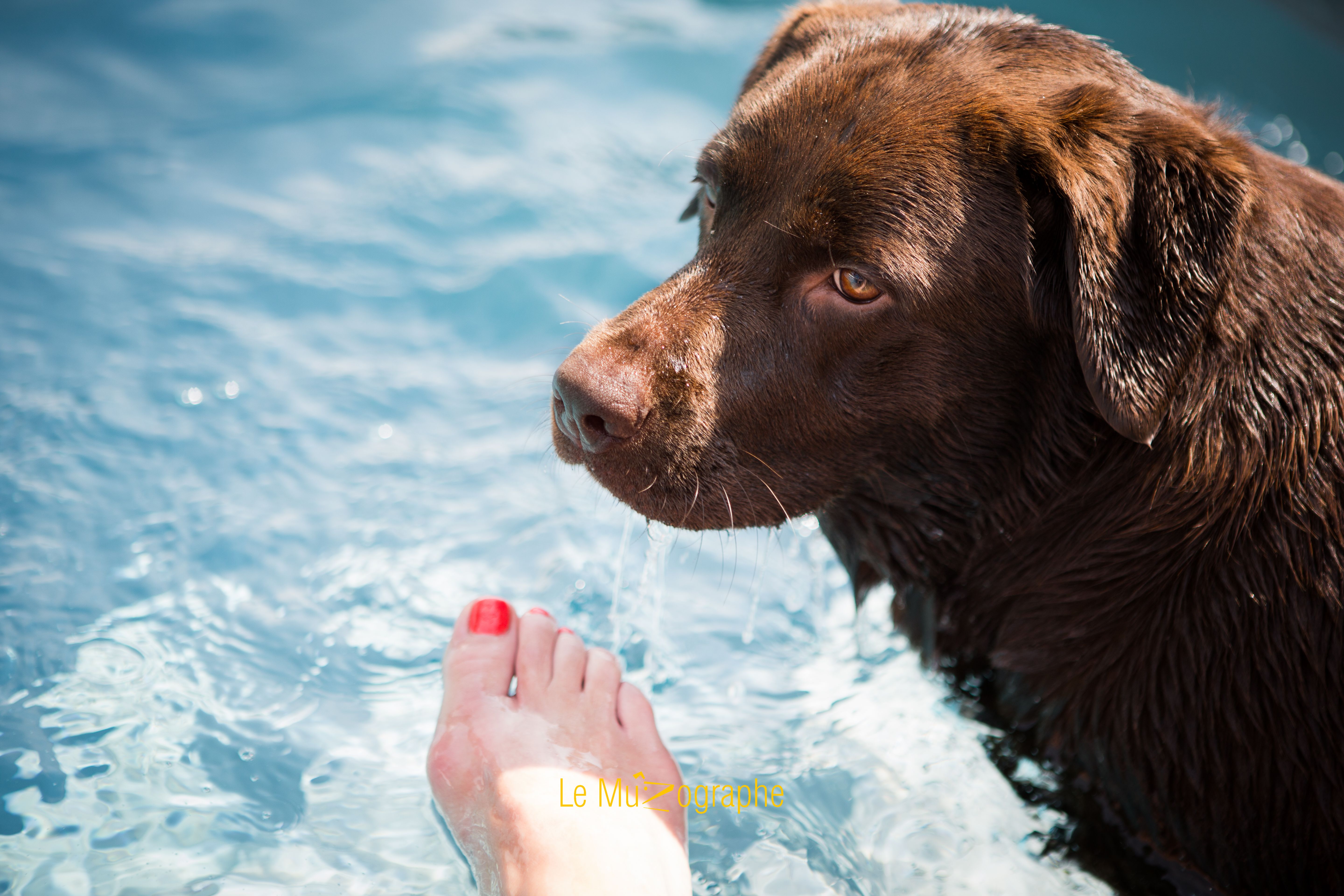 © Le MuZographe, Photographe pour chiens, chats et autres museaux
