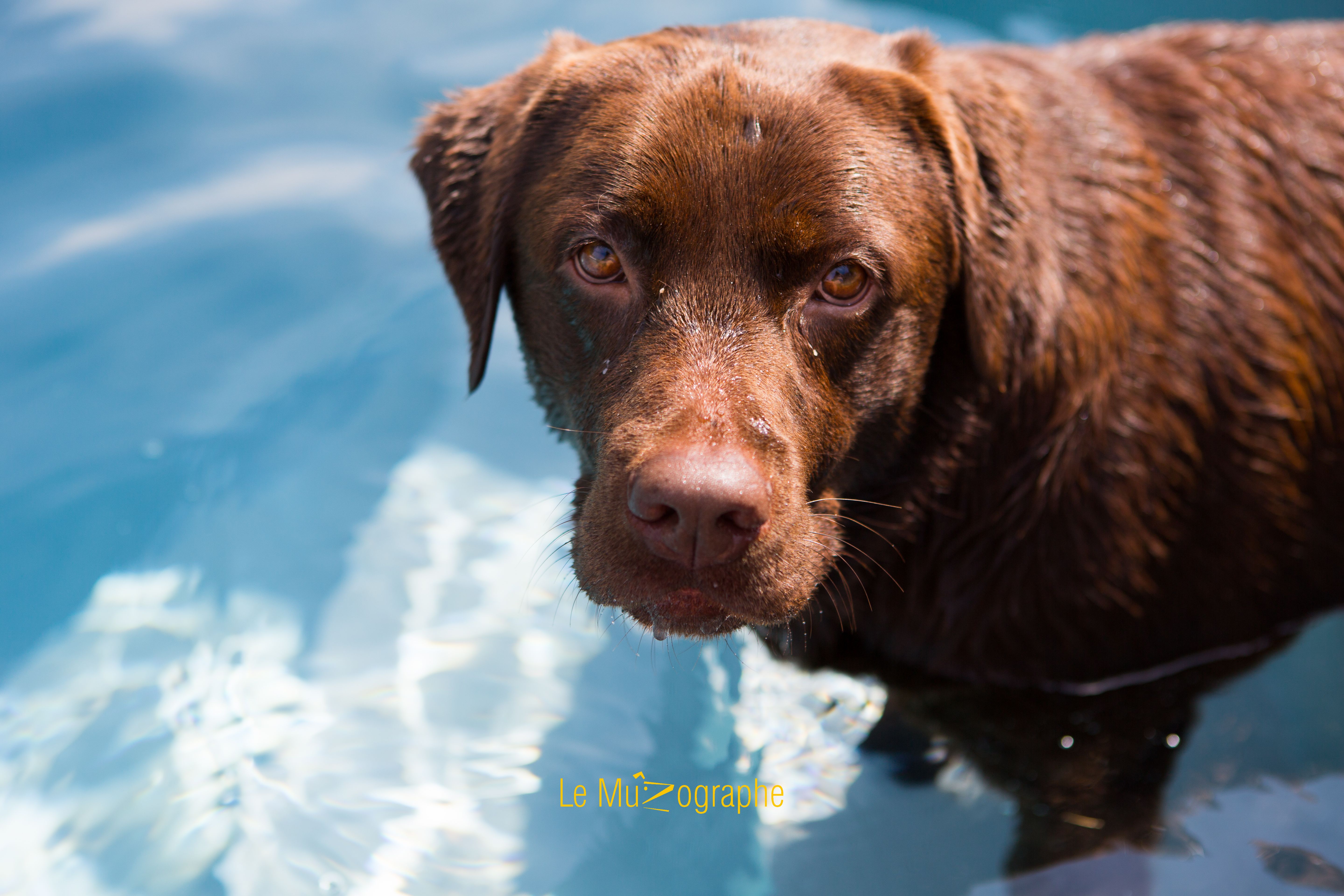 © Le MuZographe, Photographe pour chiens, chats et autres museaux