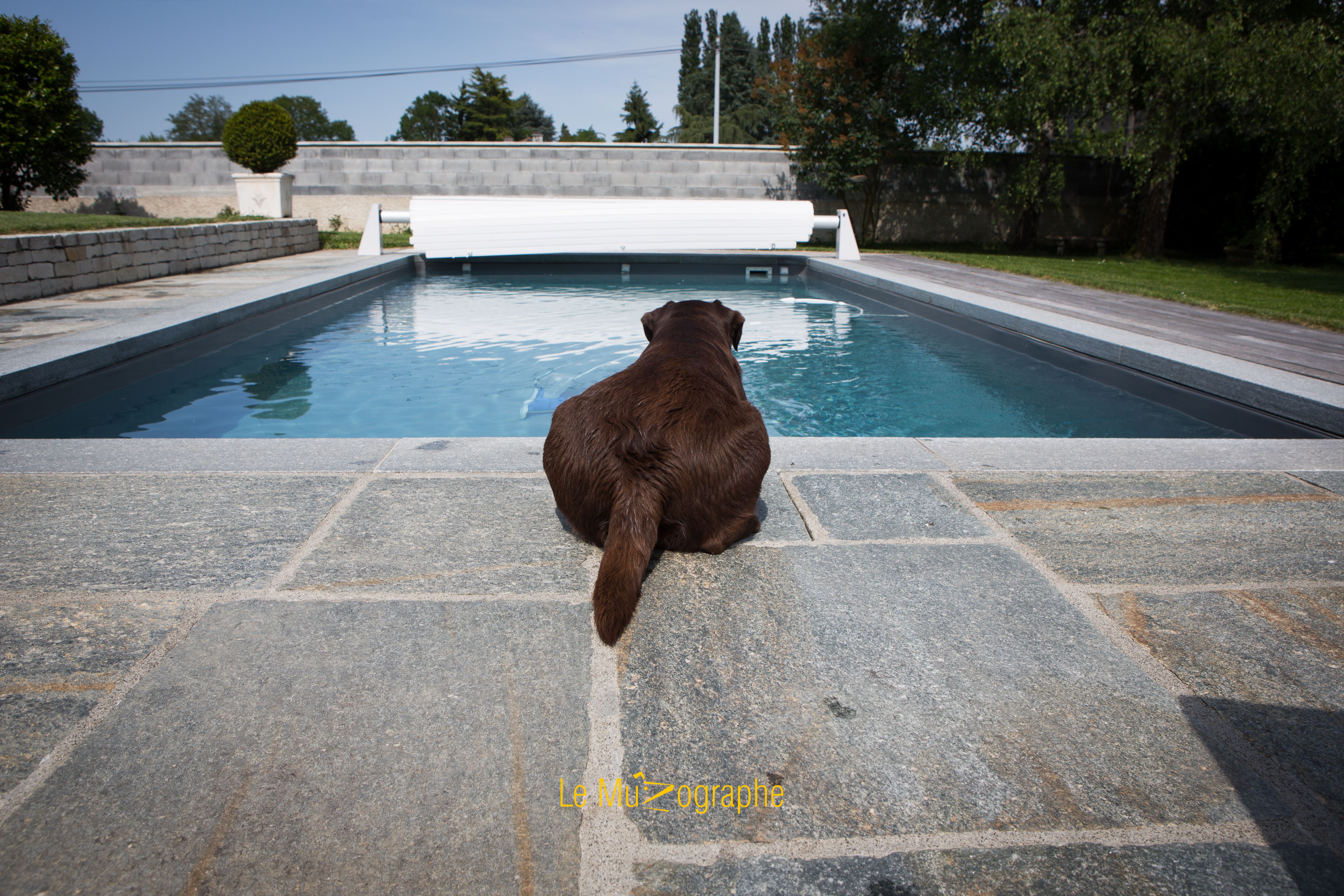 © Le MuZographe, Photographe pour chiens, chats et autres museaux
