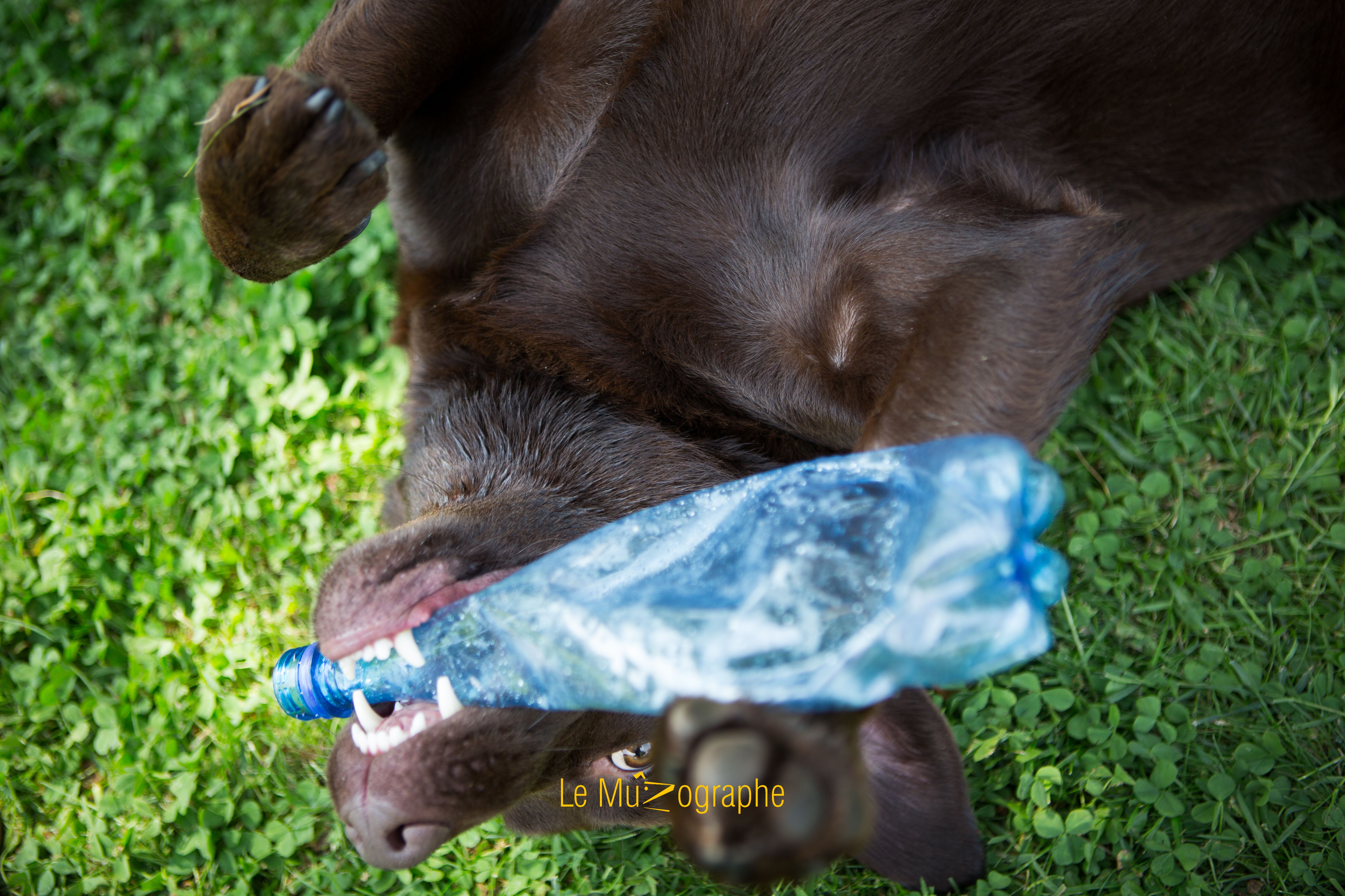 © Le MuZographe, Photographe pour chiens, chats et autres museaux