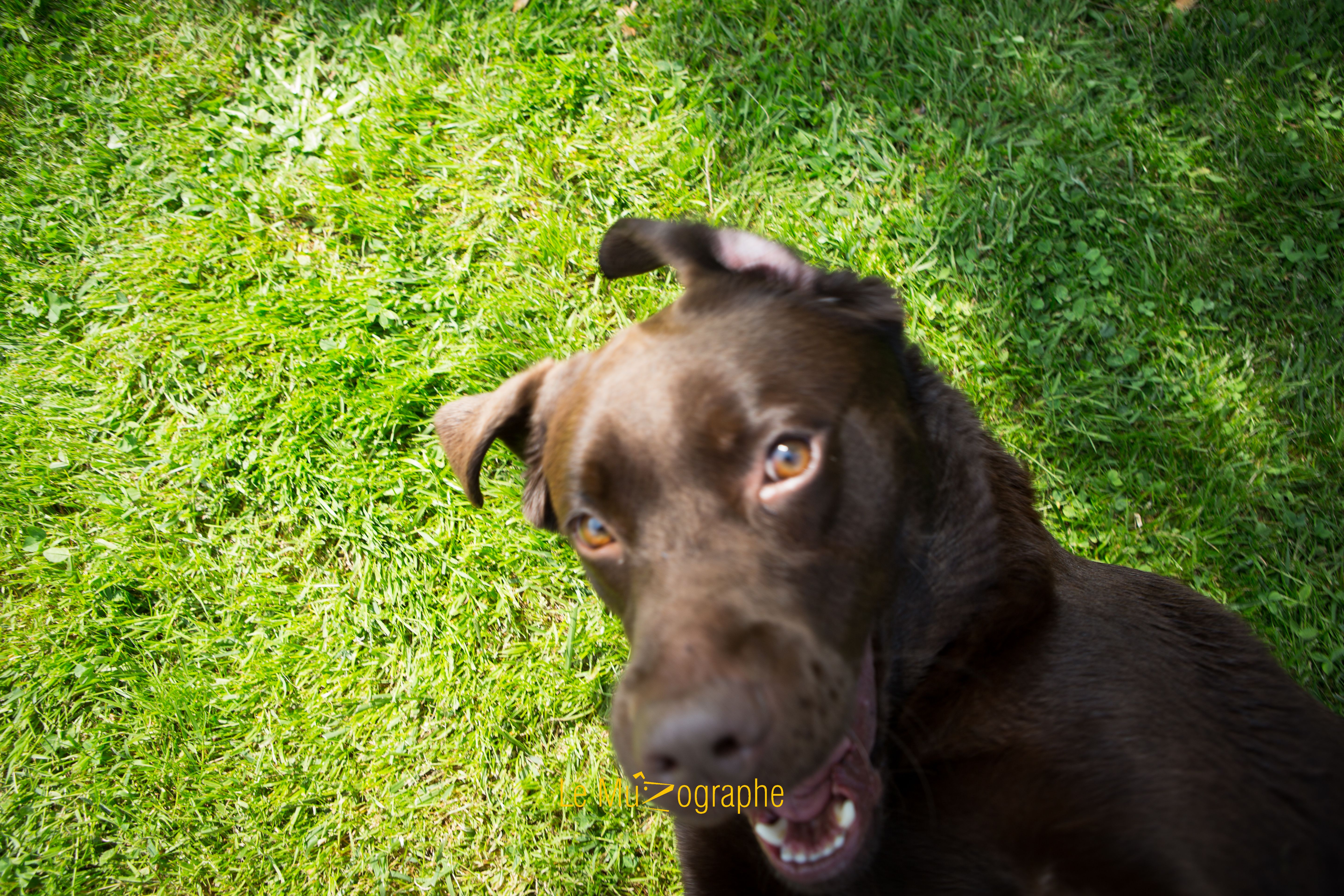 © Le MuZographe, Photographe pour chiens, chats et autres museaux