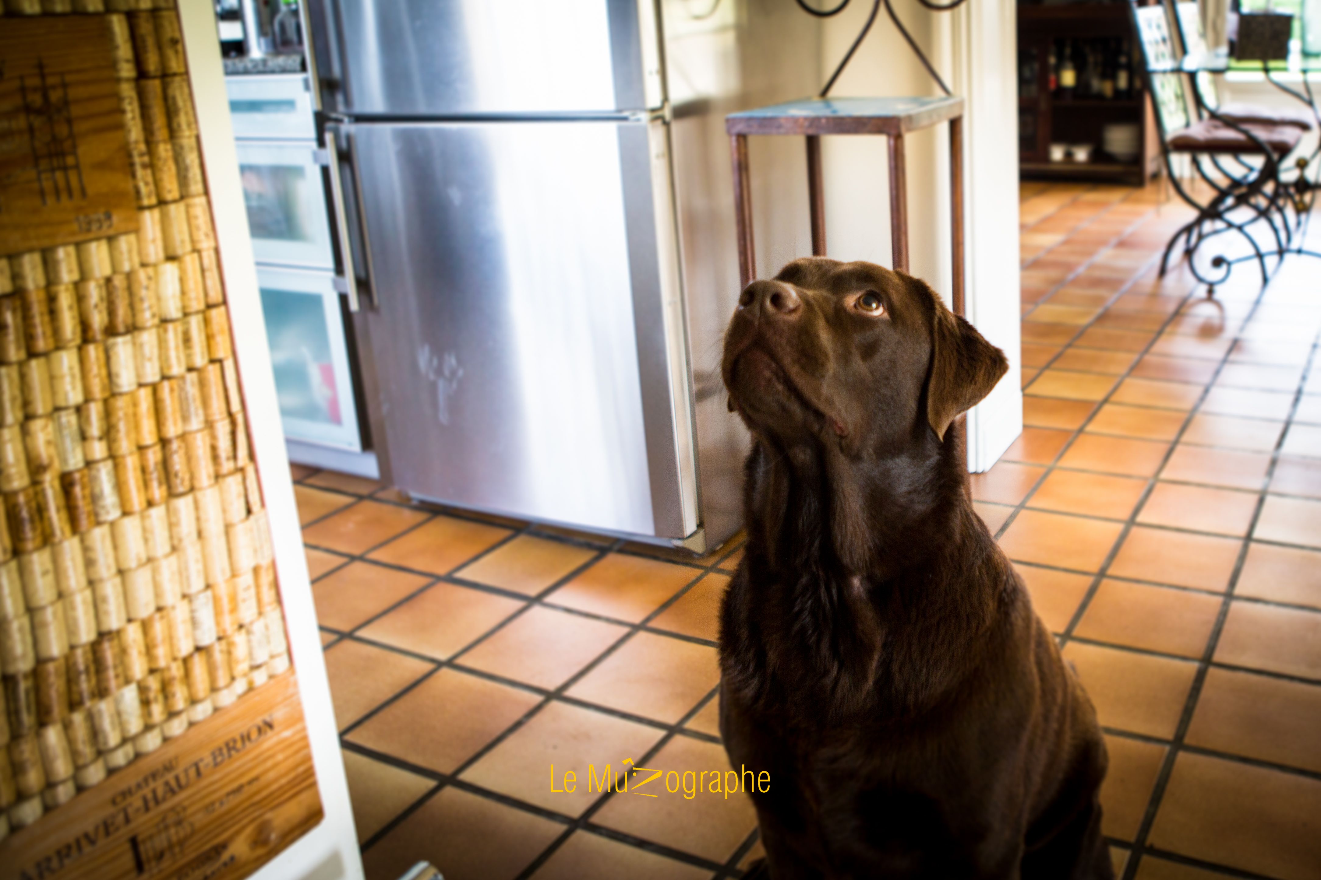 © Le MuZographe, Photographe pour chiens, chats et autres museaux