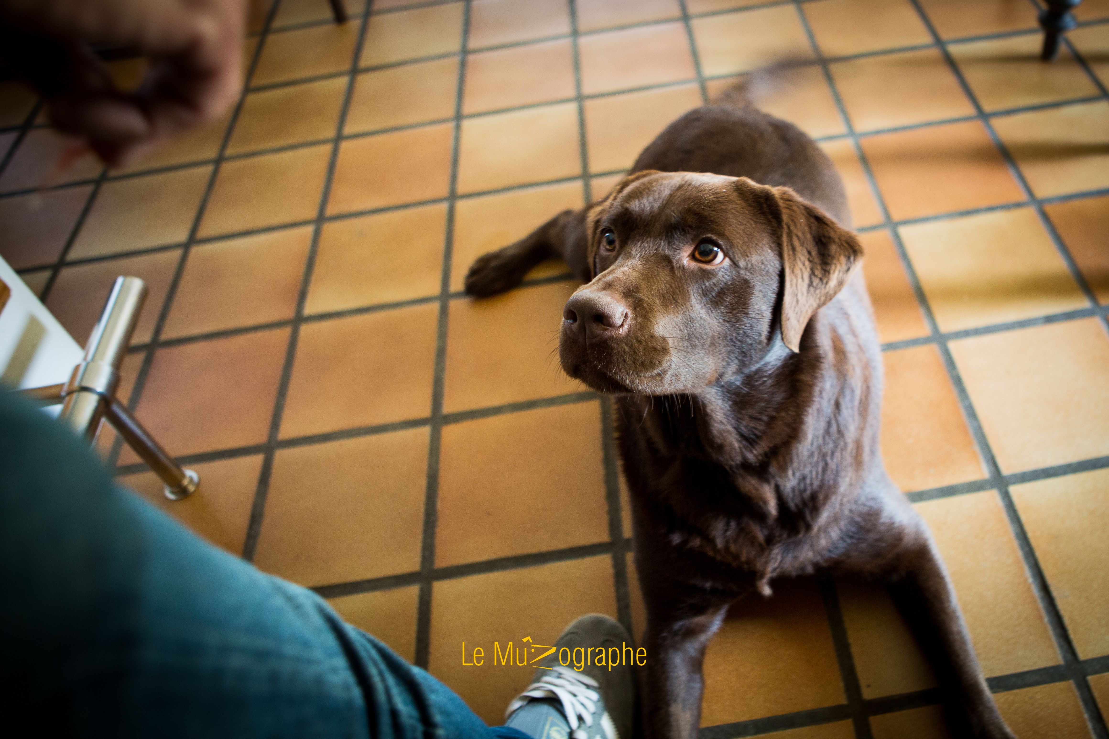 © Le MuZographe, Photographe pour chiens, chats et autres museaux