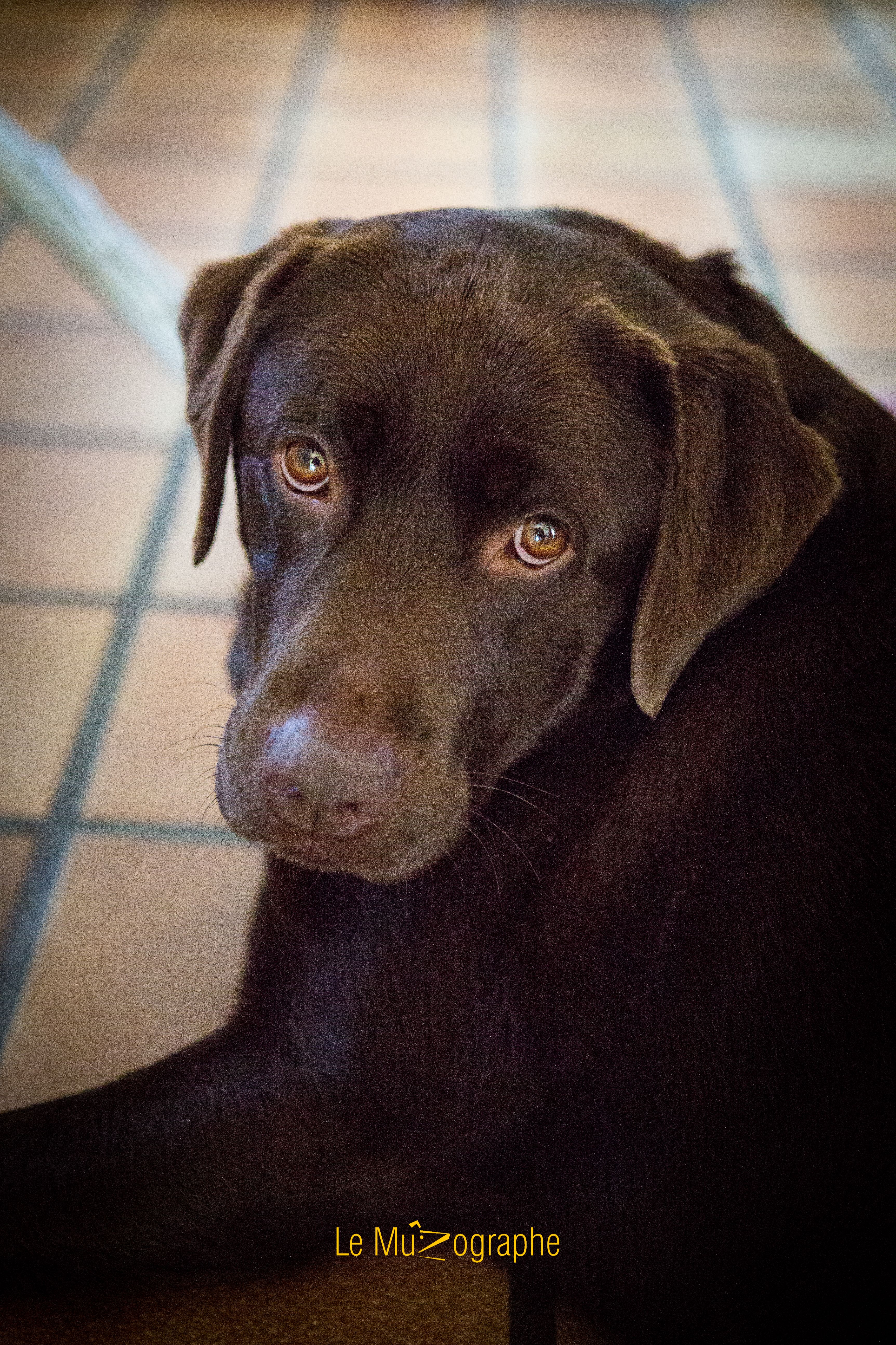 © Le MuZographe, Photographe pour chiens, chats et autres museaux