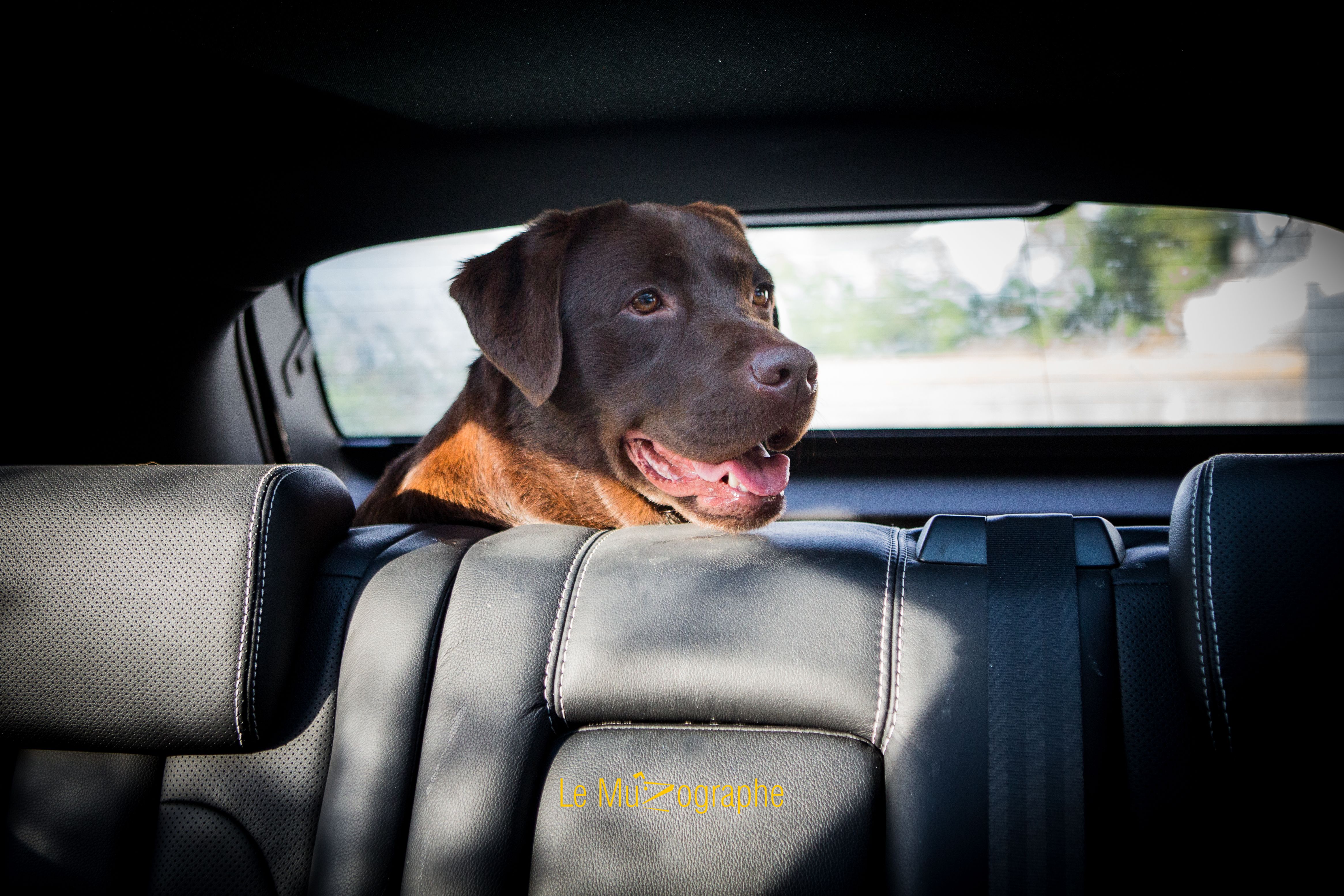 © Le MuZographe, Photographe pour chiens, chats et autres museaux