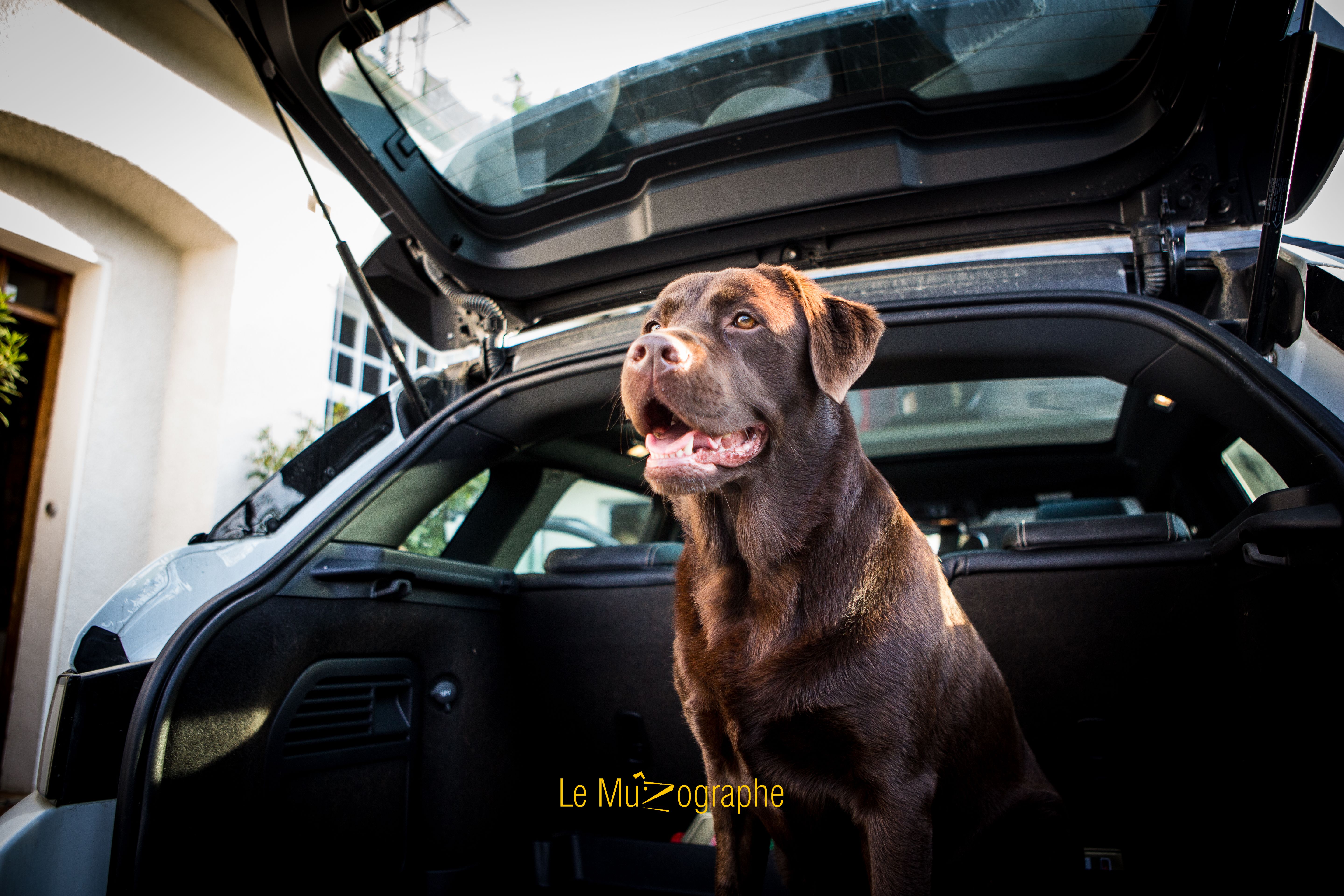 © Le MuZographe, Photographe pour chiens, chats et autres museaux