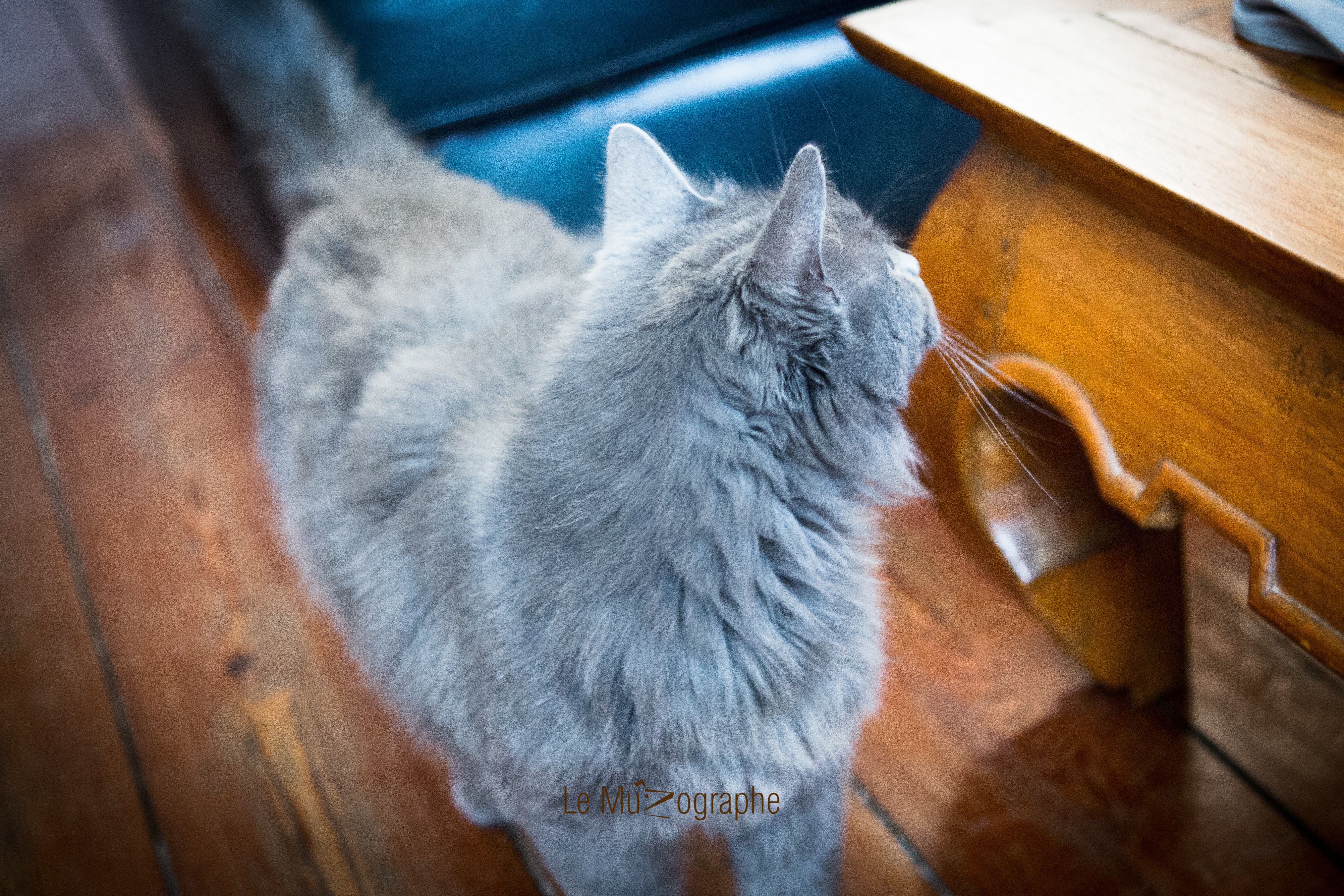 Chat par Le MuZographe, Photographe-chat-Chien