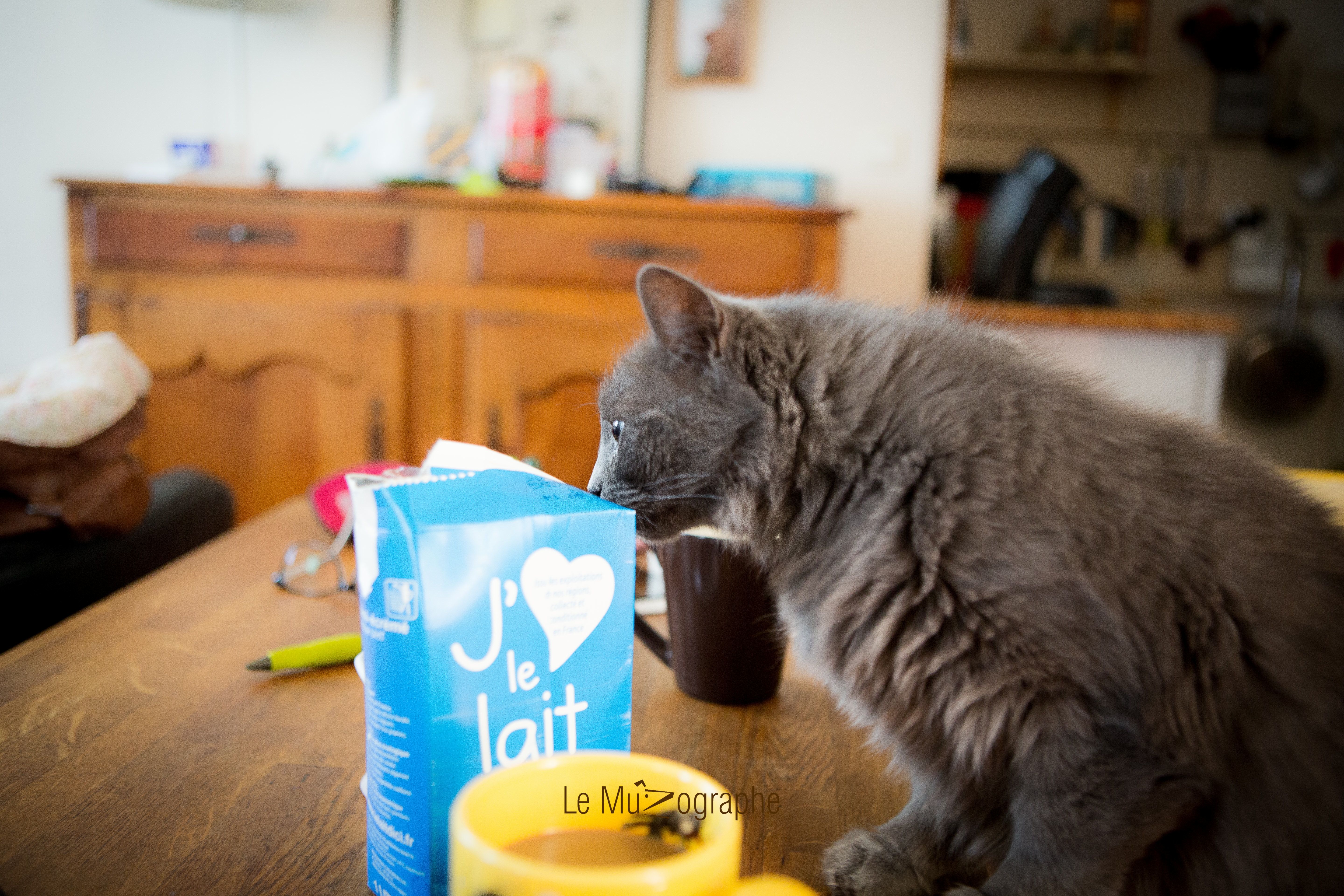 Chat par Le MuZographe, Photographe-chat-Chien