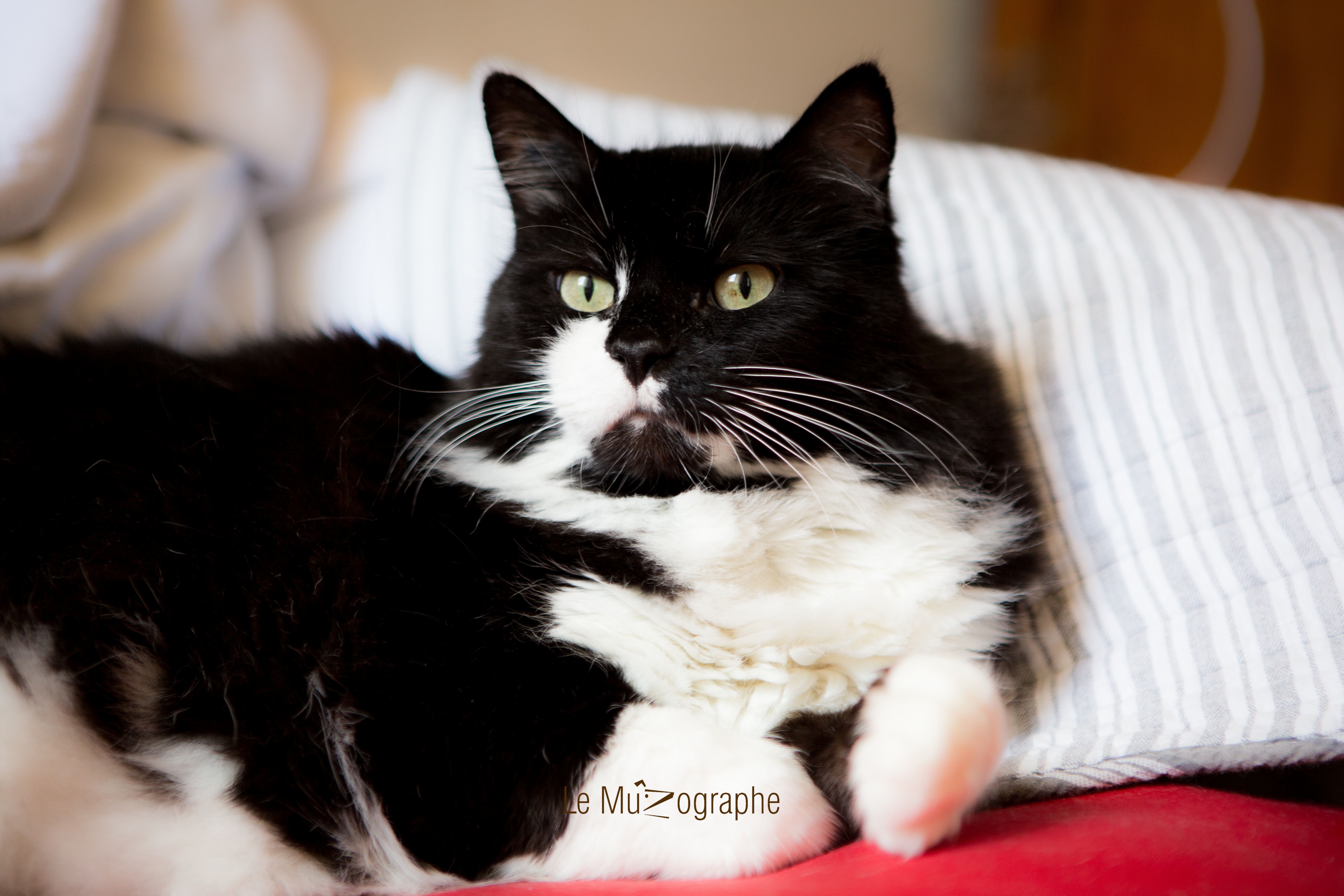 Chat par Le MuZographe, Photographe-chat-Chien