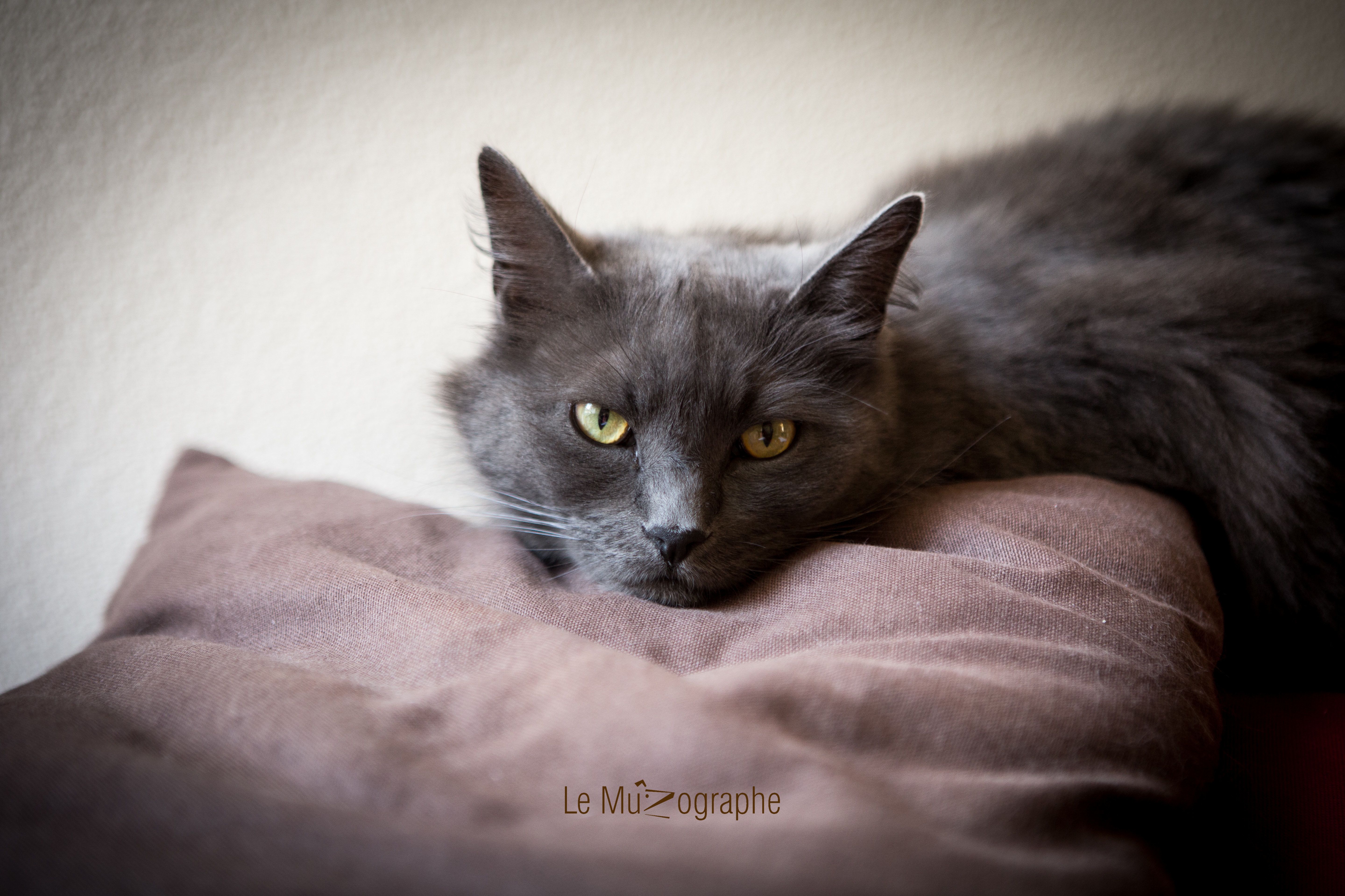 Chat par Le MuZographe, Photographe-chat-Chien