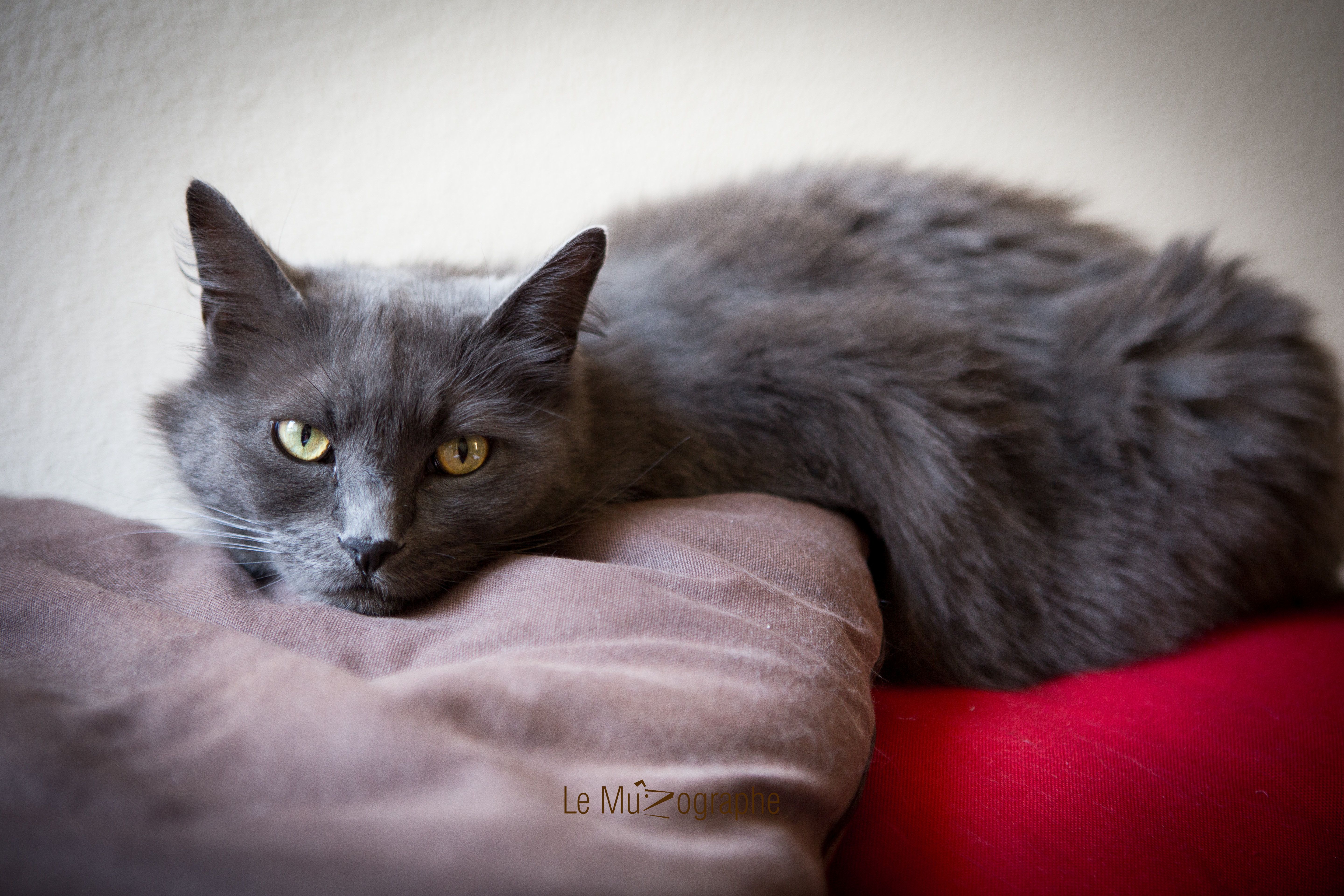 Chat par Le MuZographe, Photographe-chat-Chien