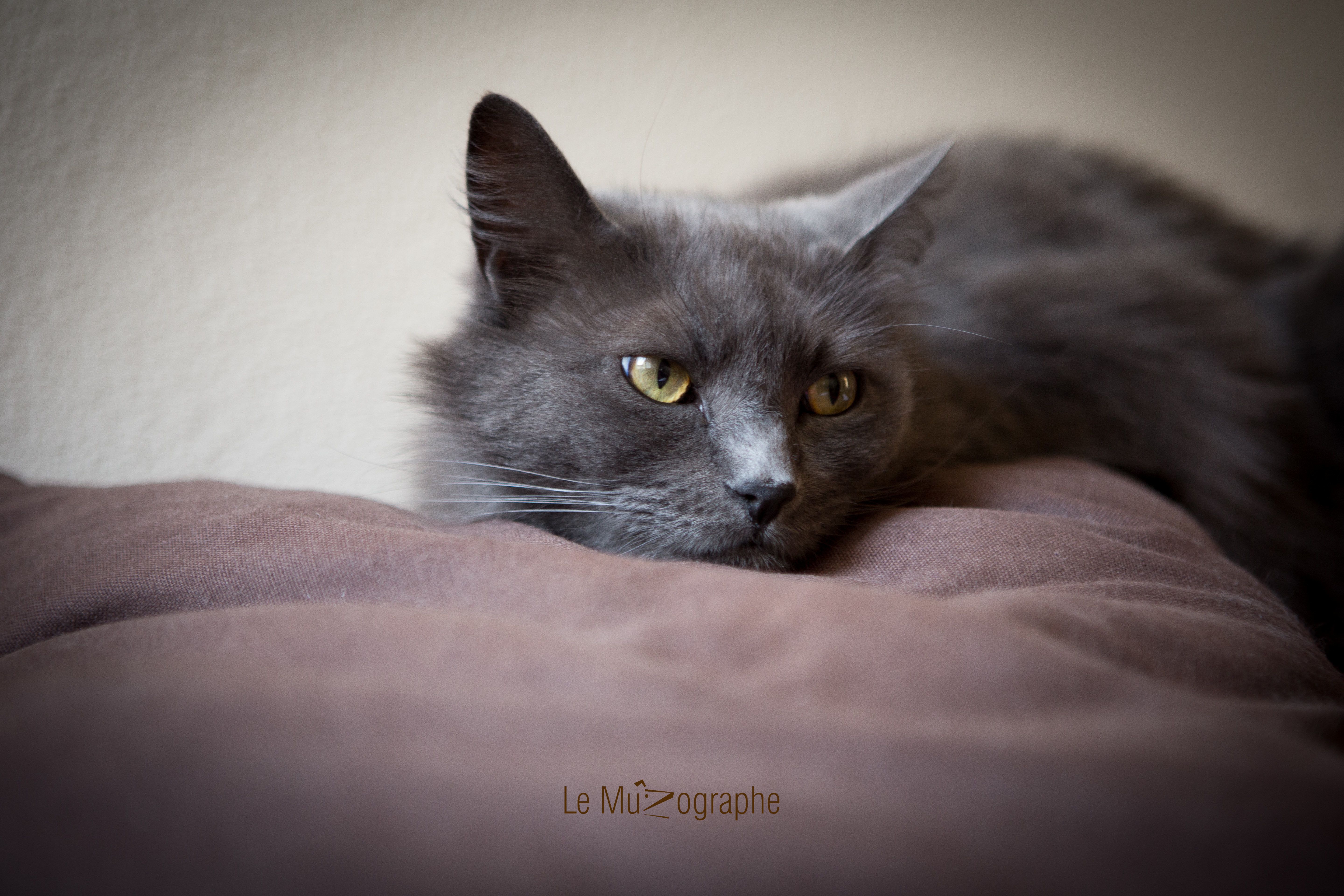 Chat par Le MuZographe, Photographe-chat-Chien