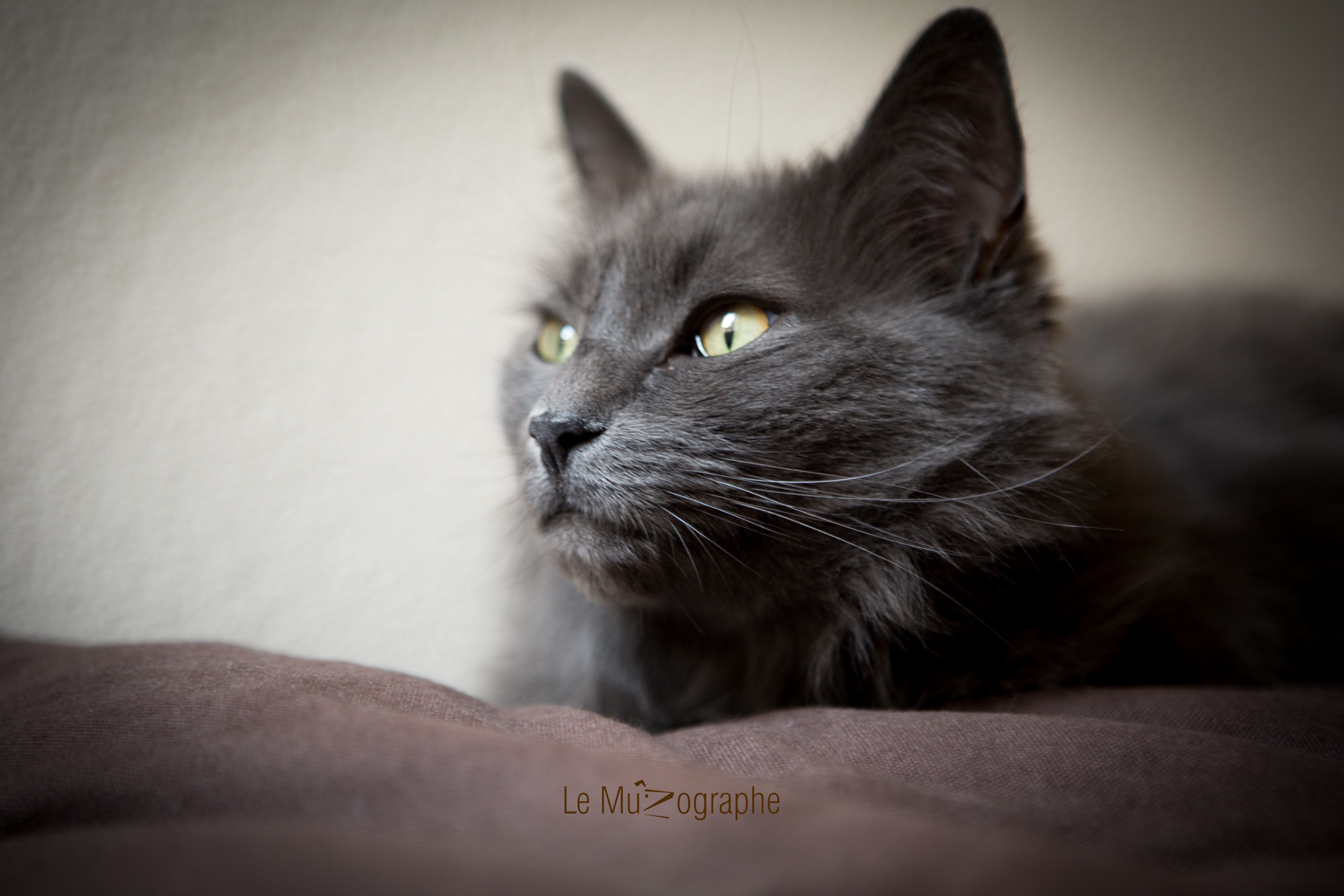 Chat par Le MuZographe, Photographe-chat-Chien