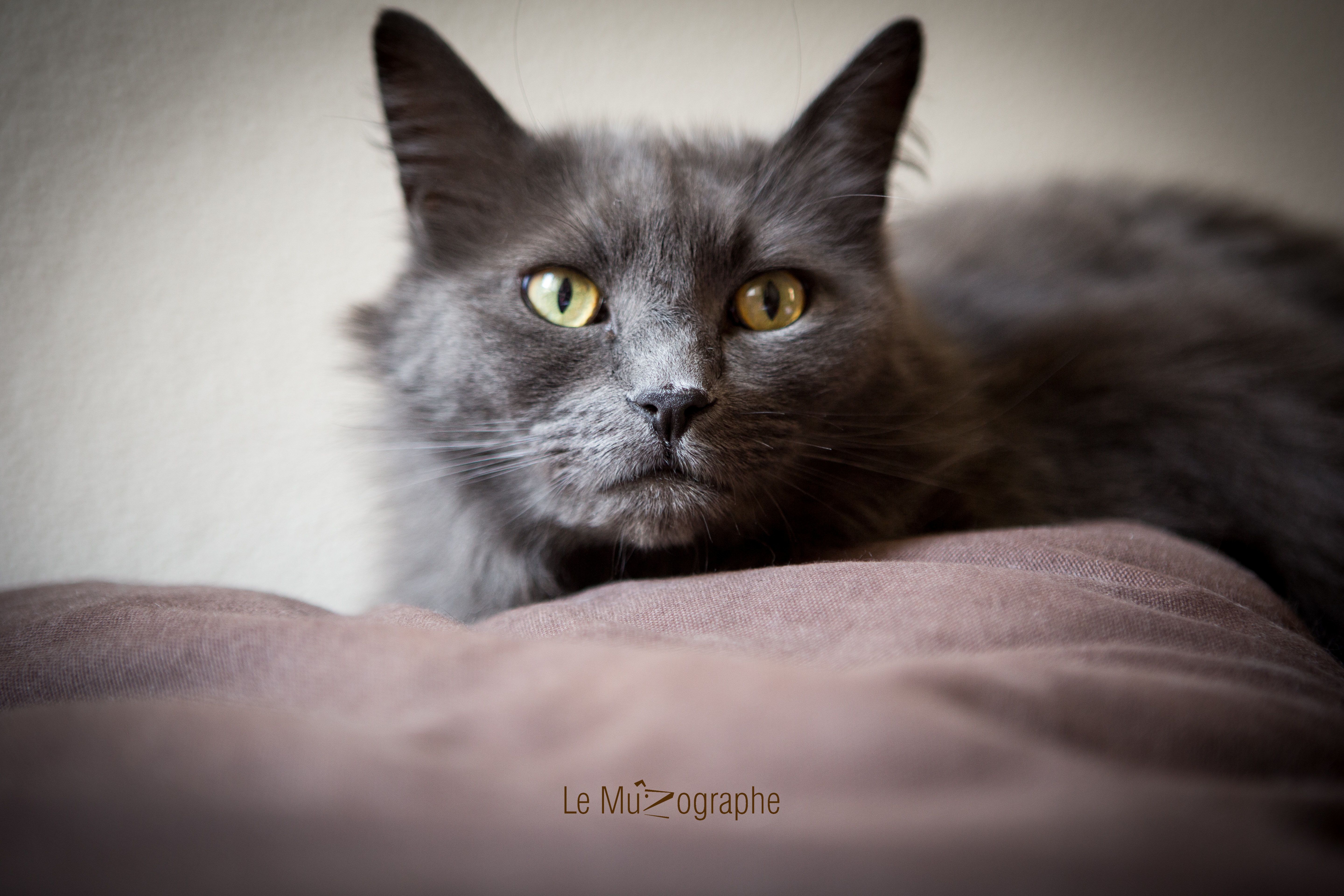 Chat par Le MuZographe, Photographe-chat-Chien