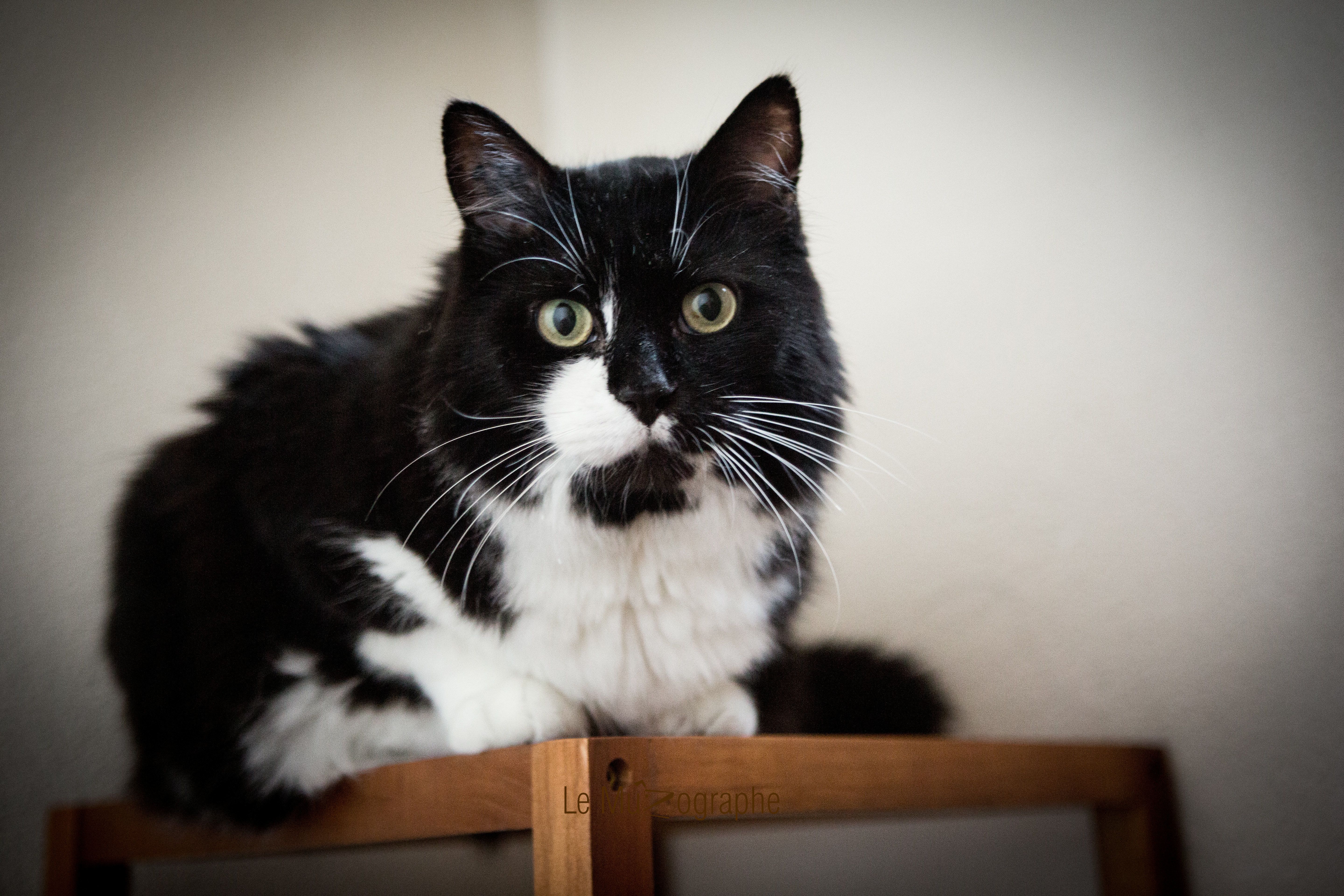 Chat par Le MuZographe, Photographe-chat-Chien