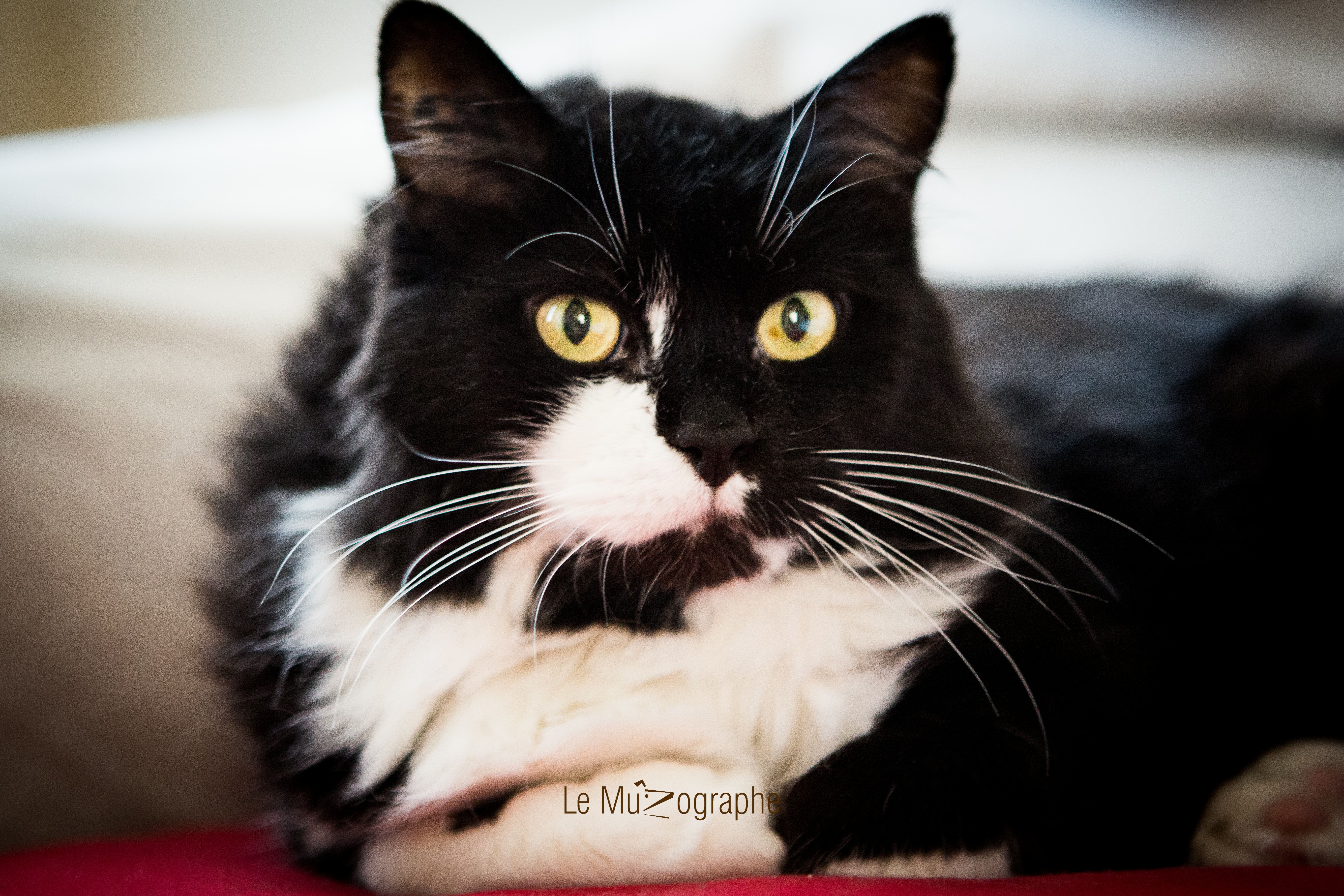 Chat par Le MuZographe, Photographe-chat-Chien