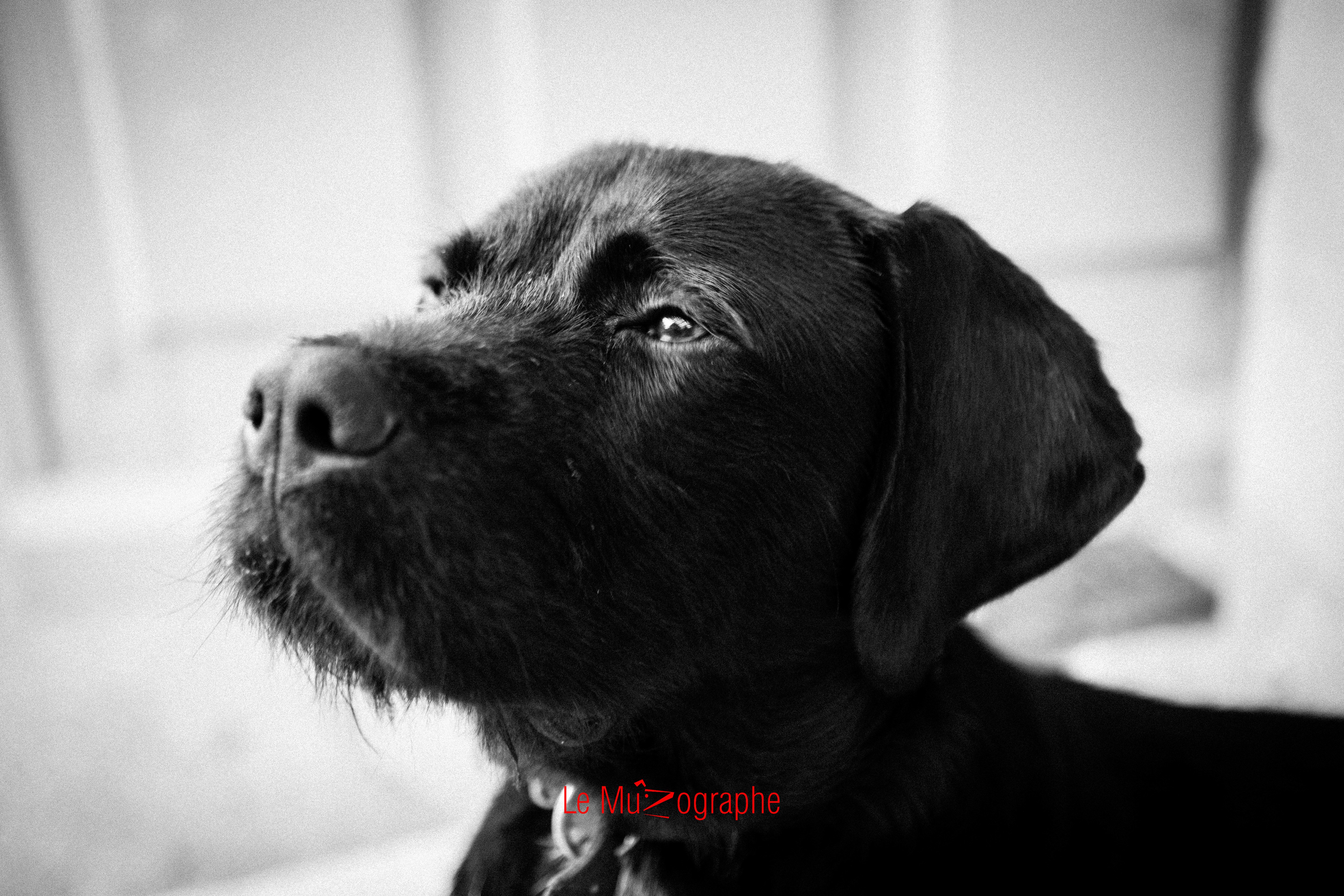 Ito pour Le MuZographe