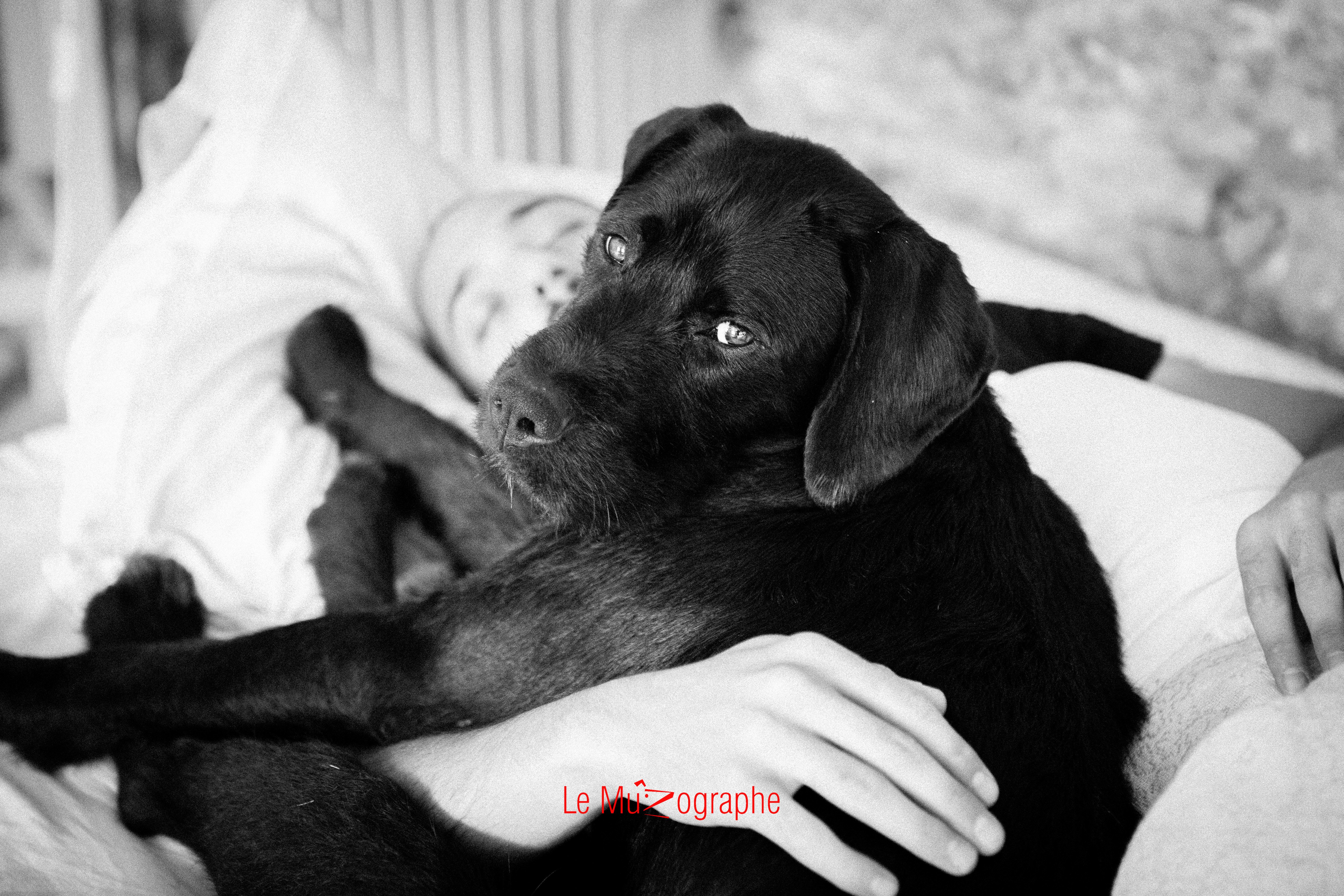 Ito pour Le MuZographe