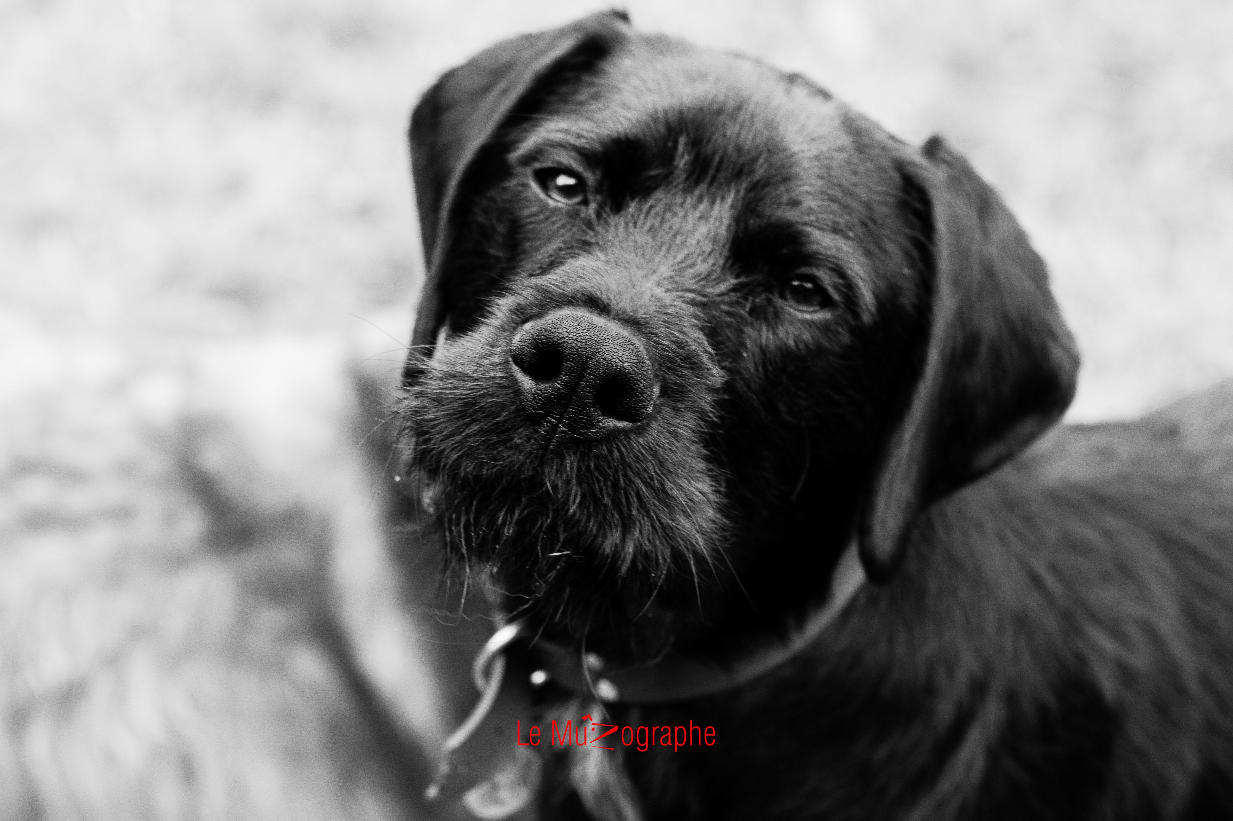 Ito pour Le MuZographe