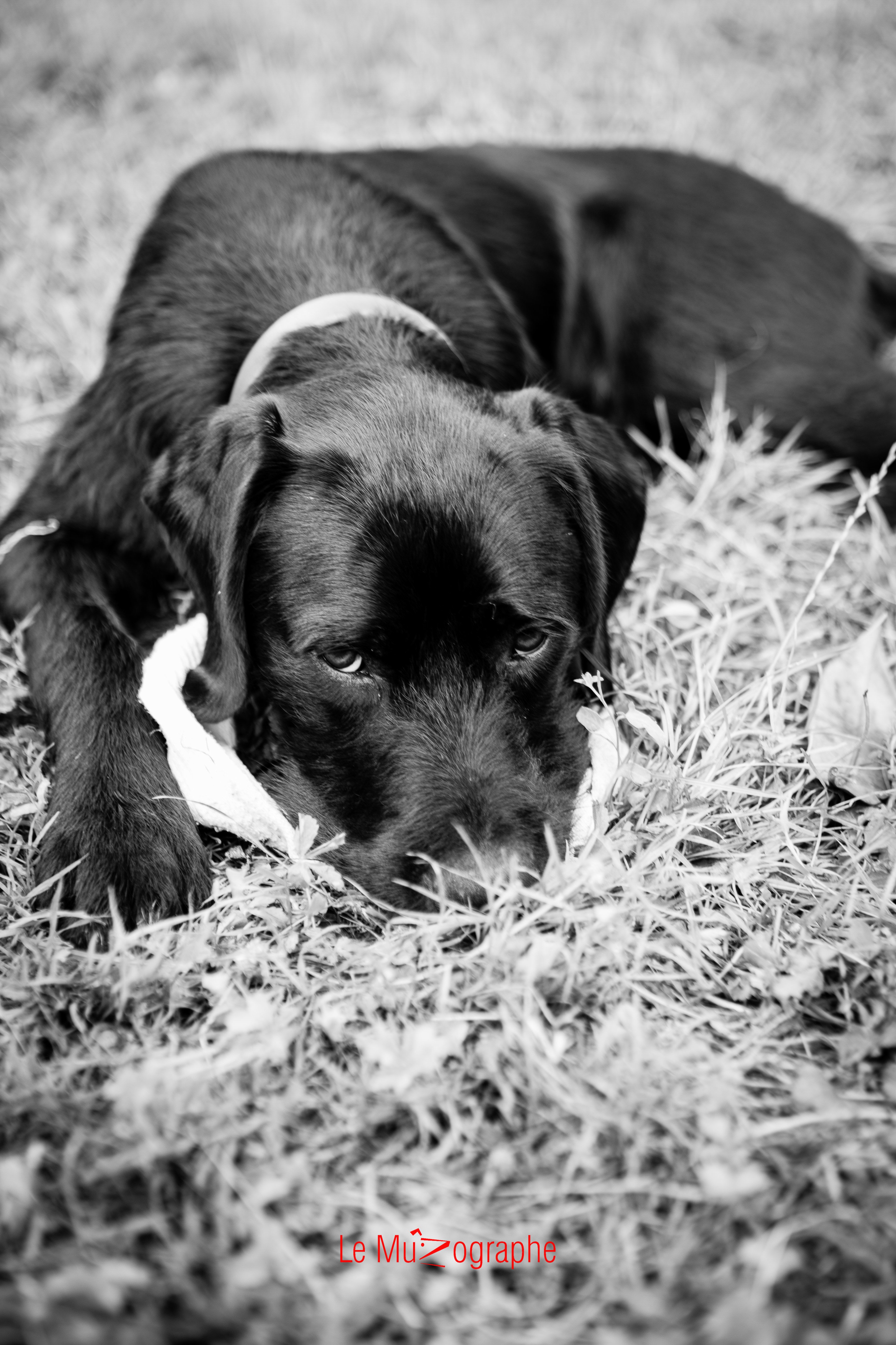 Ito pour Le MuZographe