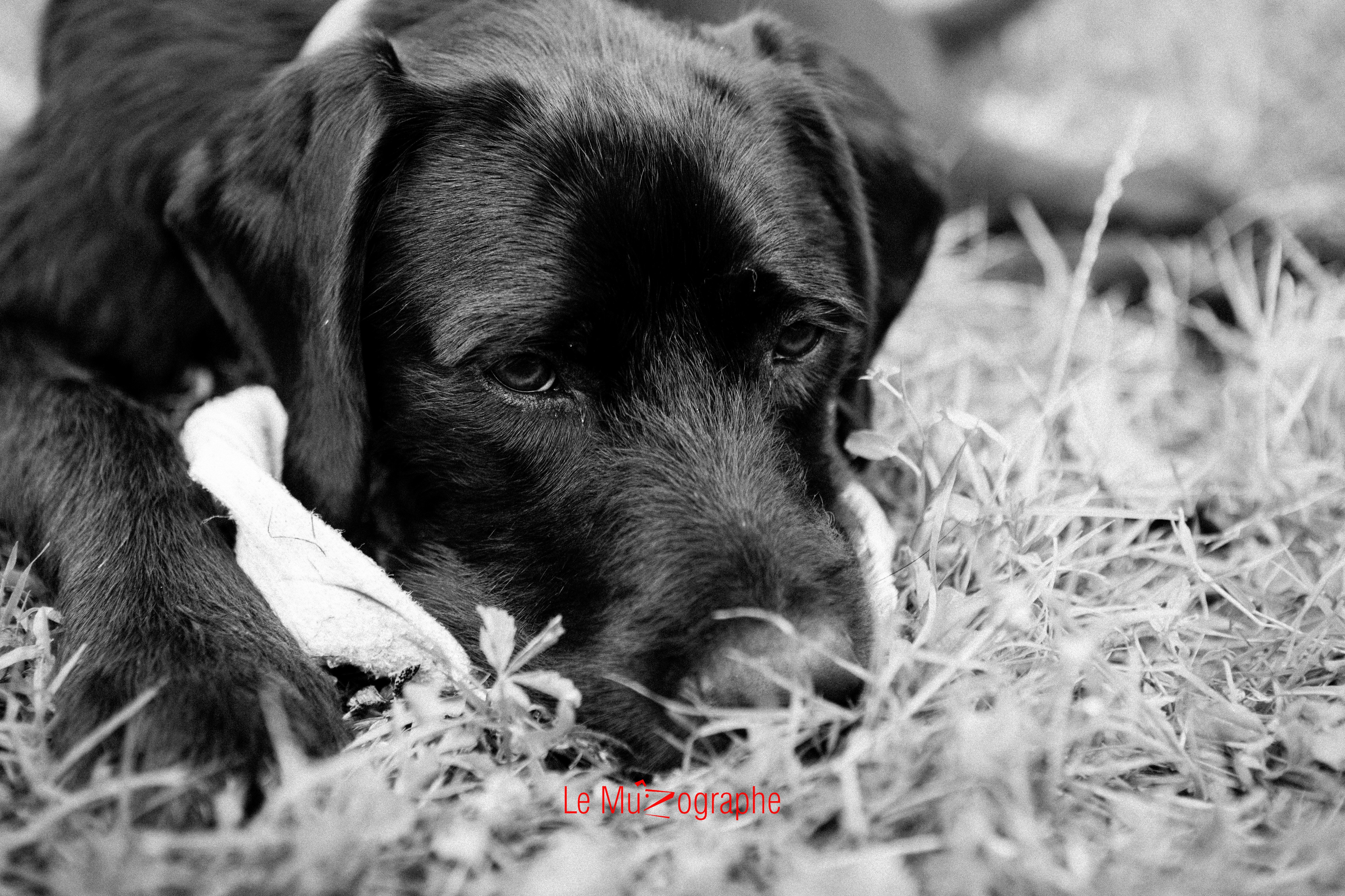 Ito pour Le MuZographe