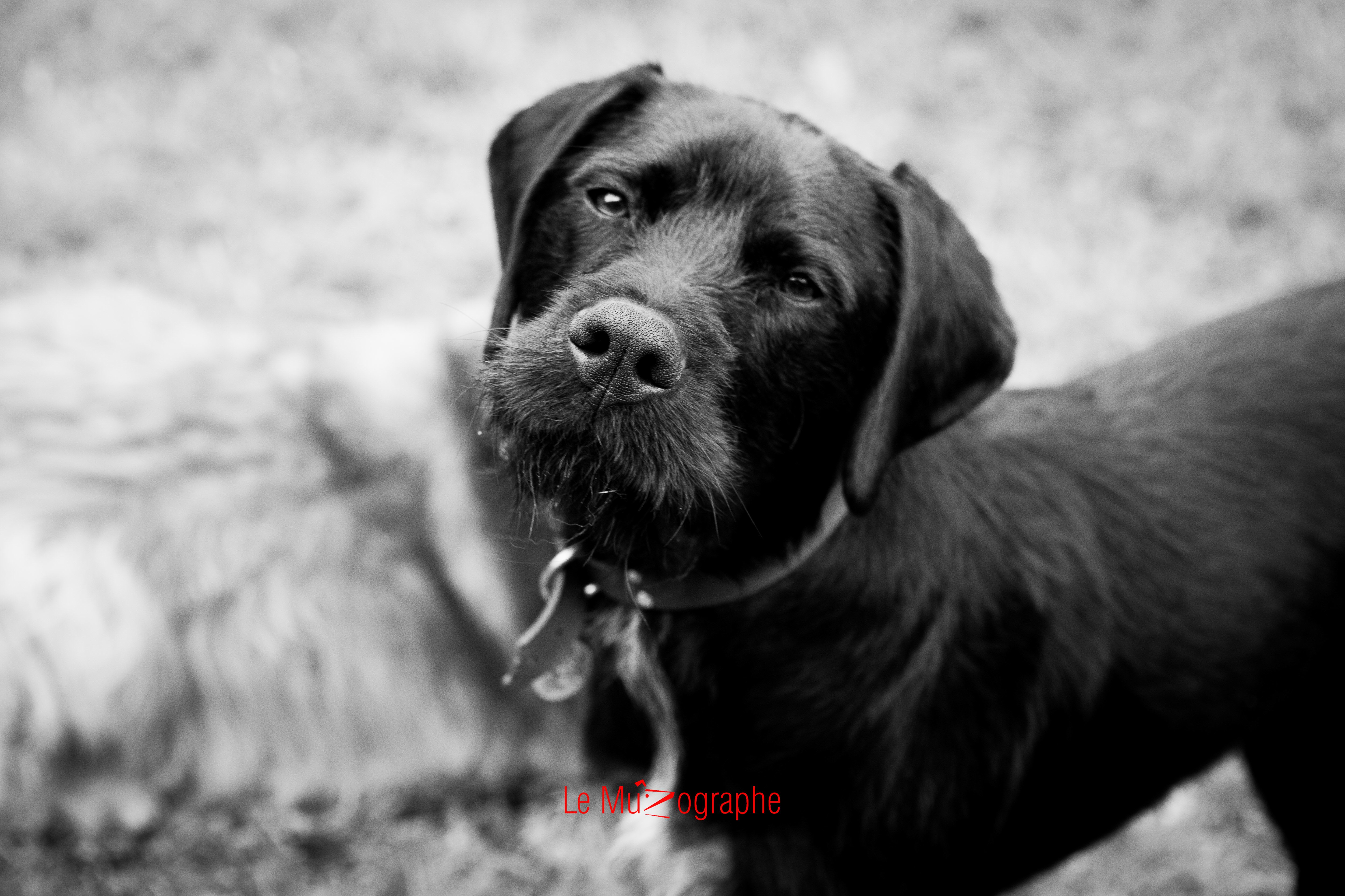 Ito pour Le MuZographe