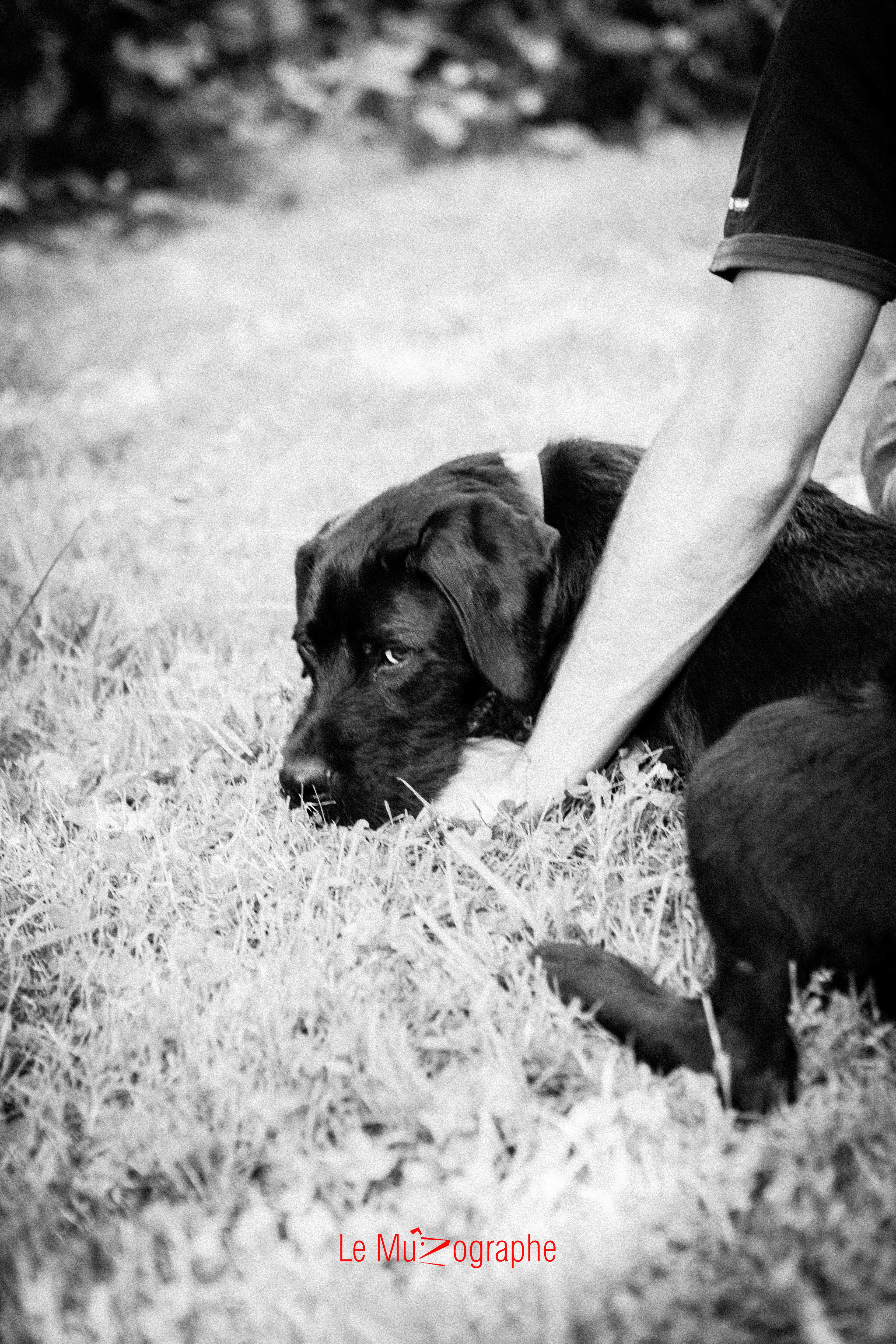 Ito pour Le MuZographe