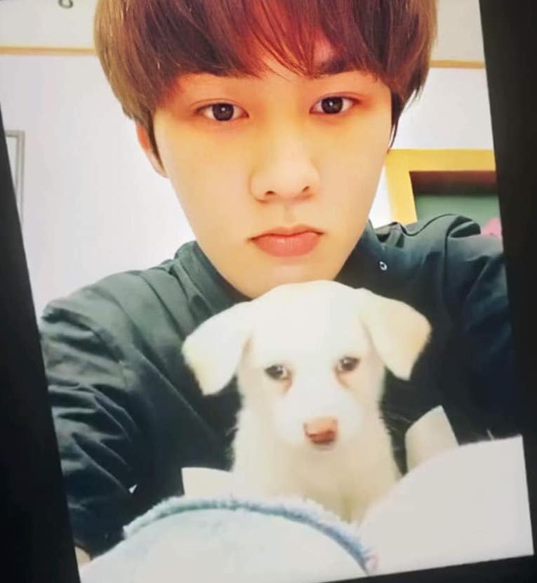 Nama anjing kun NCT