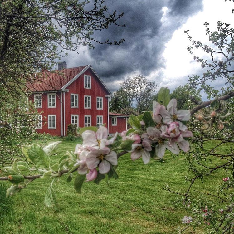 Blomstring_æbletræ