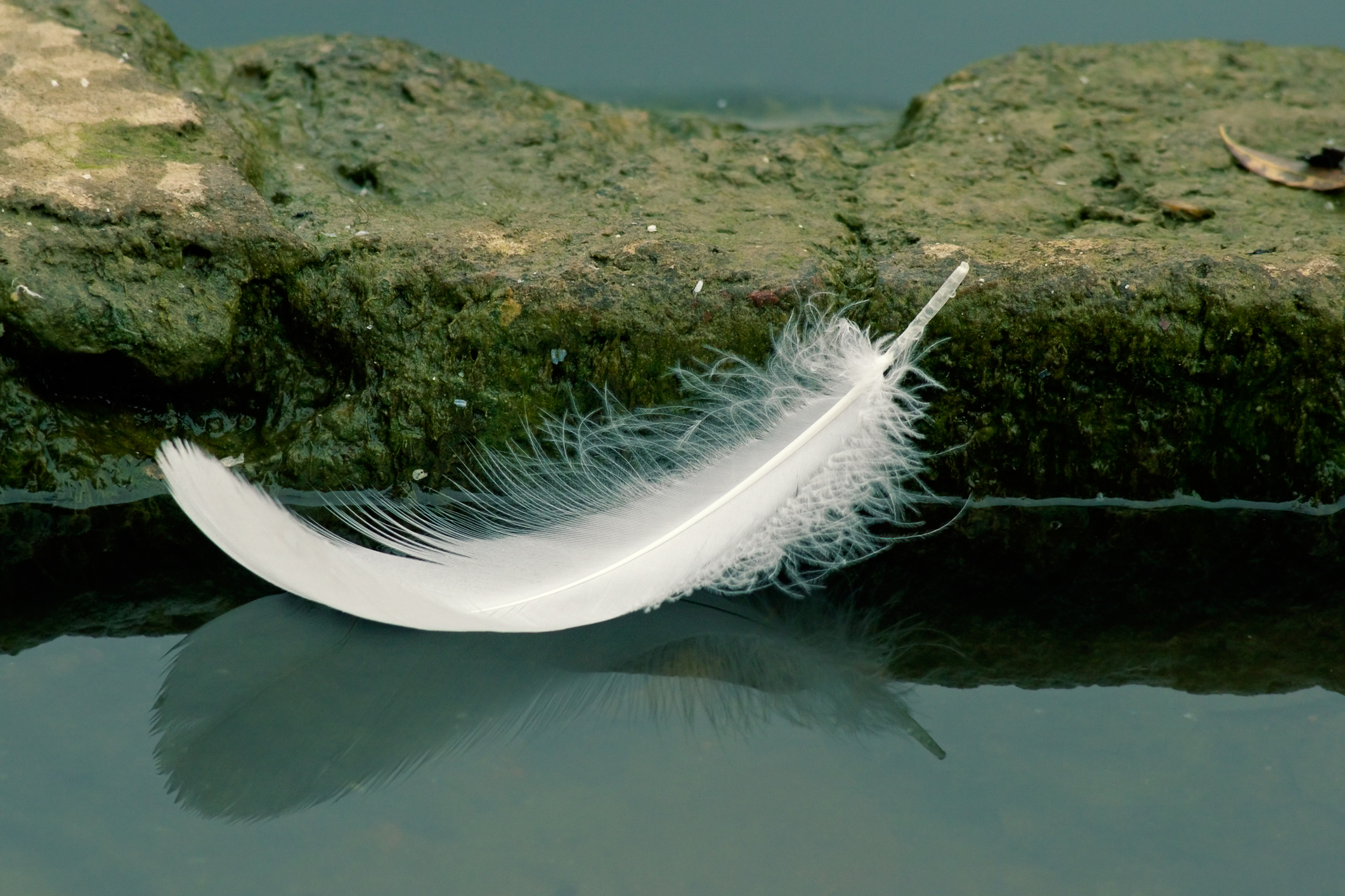Feather