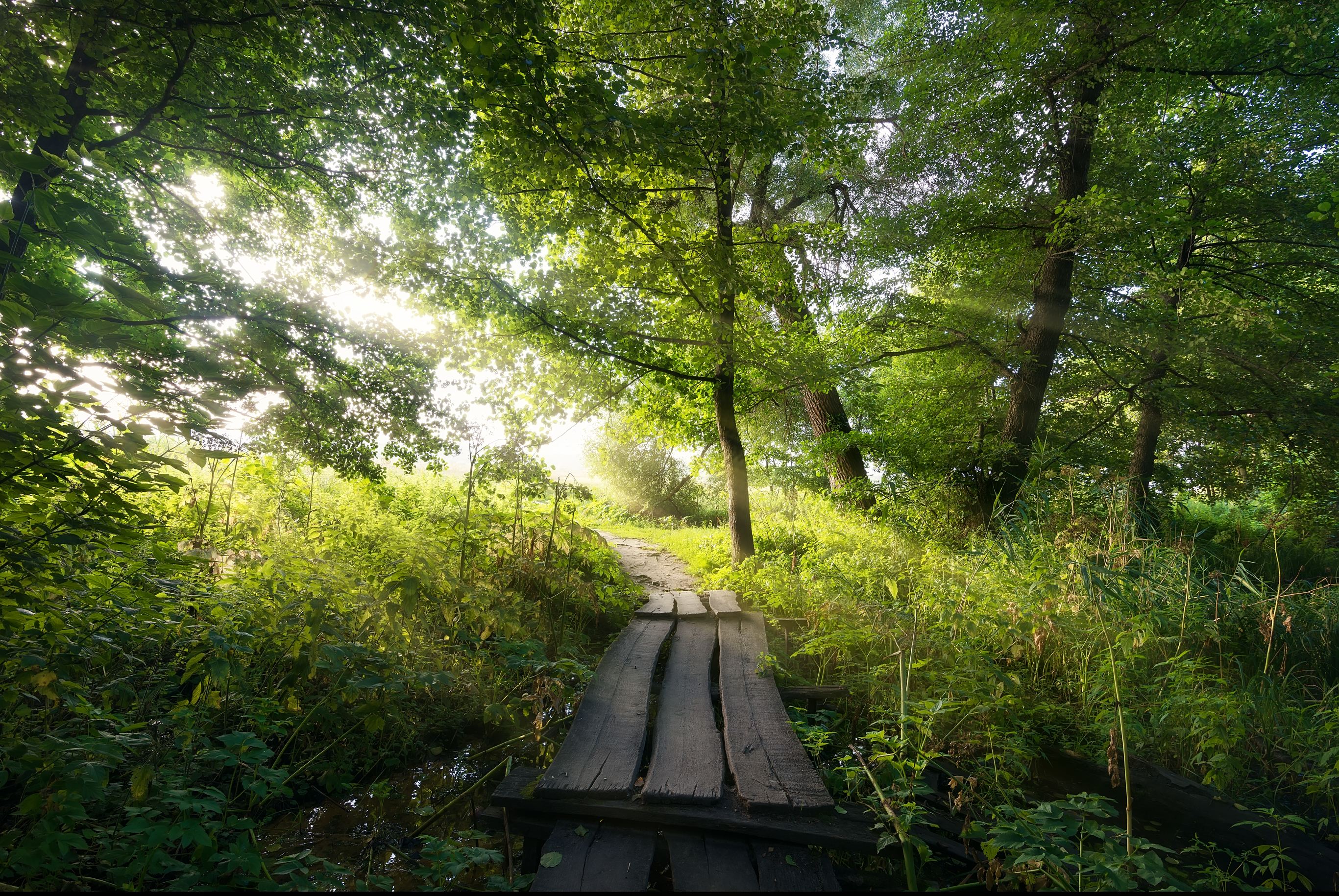 Old wooden bridge through small river in forest
