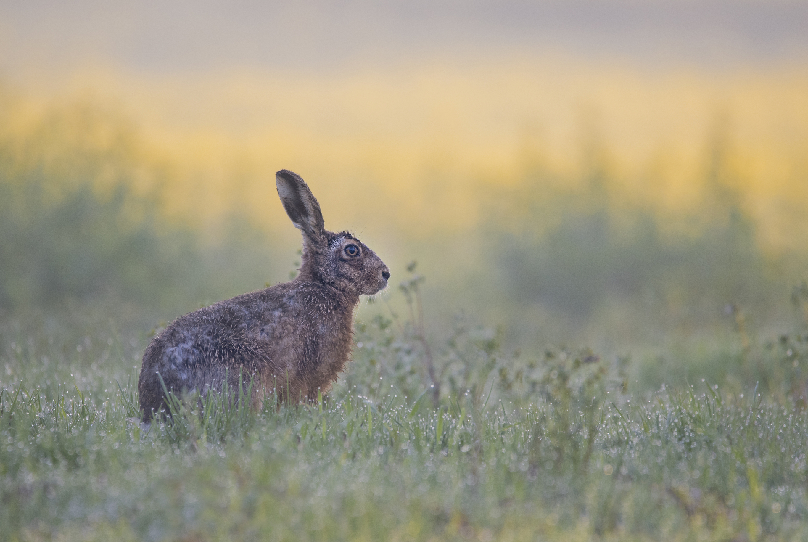 Hare