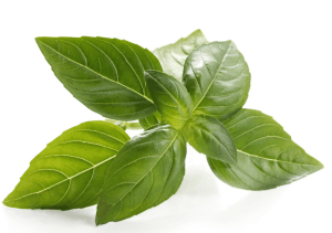 Basil