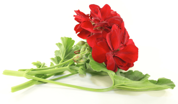 Geranium