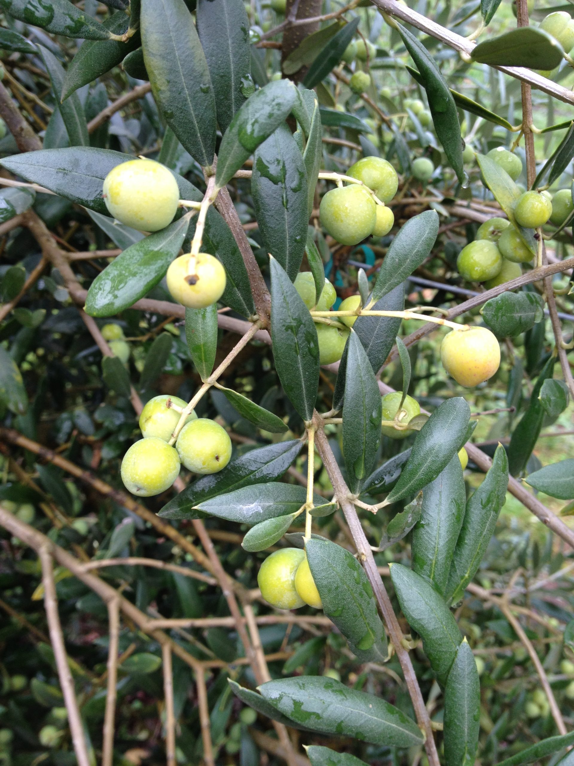 Olive tree