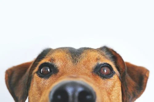 https://i0.wp.com/leonardandoneil.com/wp-content/uploads/2022/01/dog.webp?fit=500%2C333&ssl=1