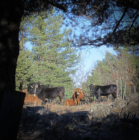 cows in the forest near the drowned village 'Muedra' the