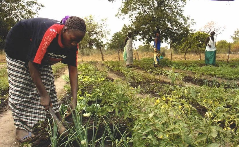 L&rsquo;Économie agricole dans les Pays du Sud : Un Défi de financement persistant