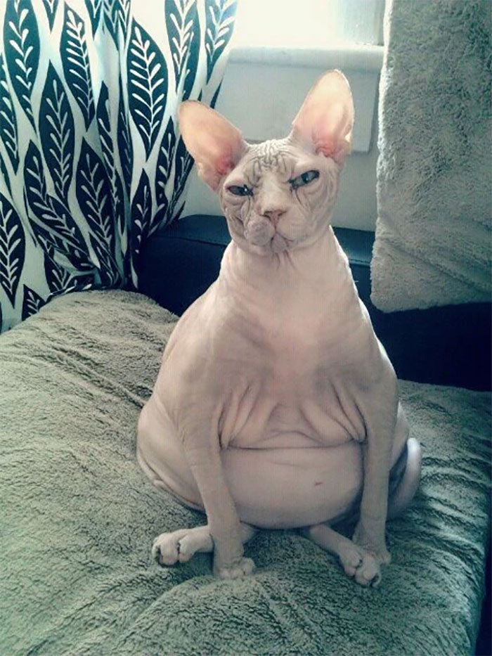 11.09.2020 · les 7 règles d'or pour bien nourrir son chat. 22 photos de chats Sphinx drÃ´les qui prouvent qu'ils ne