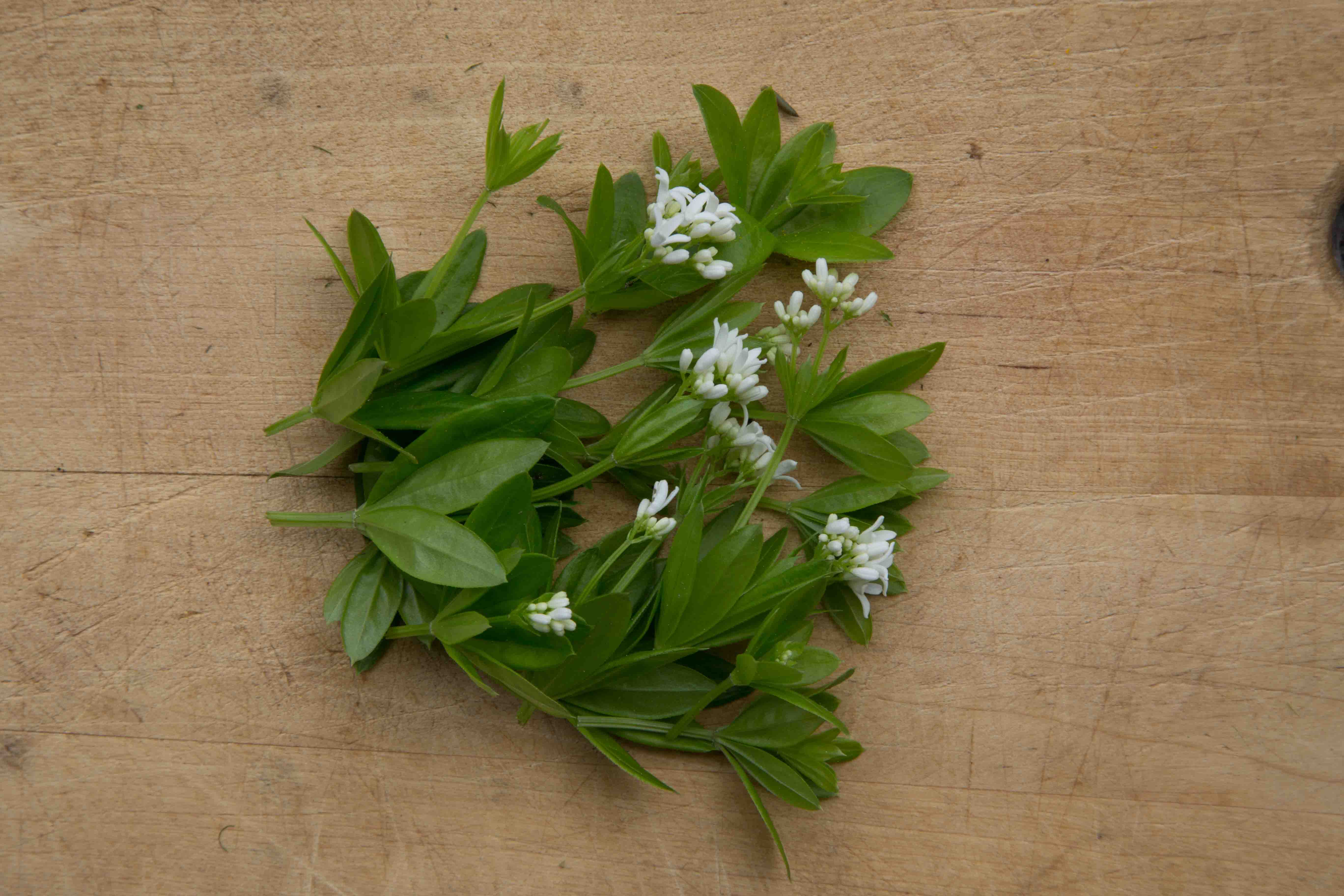 fleurs et feuilles d'aspérule odorante