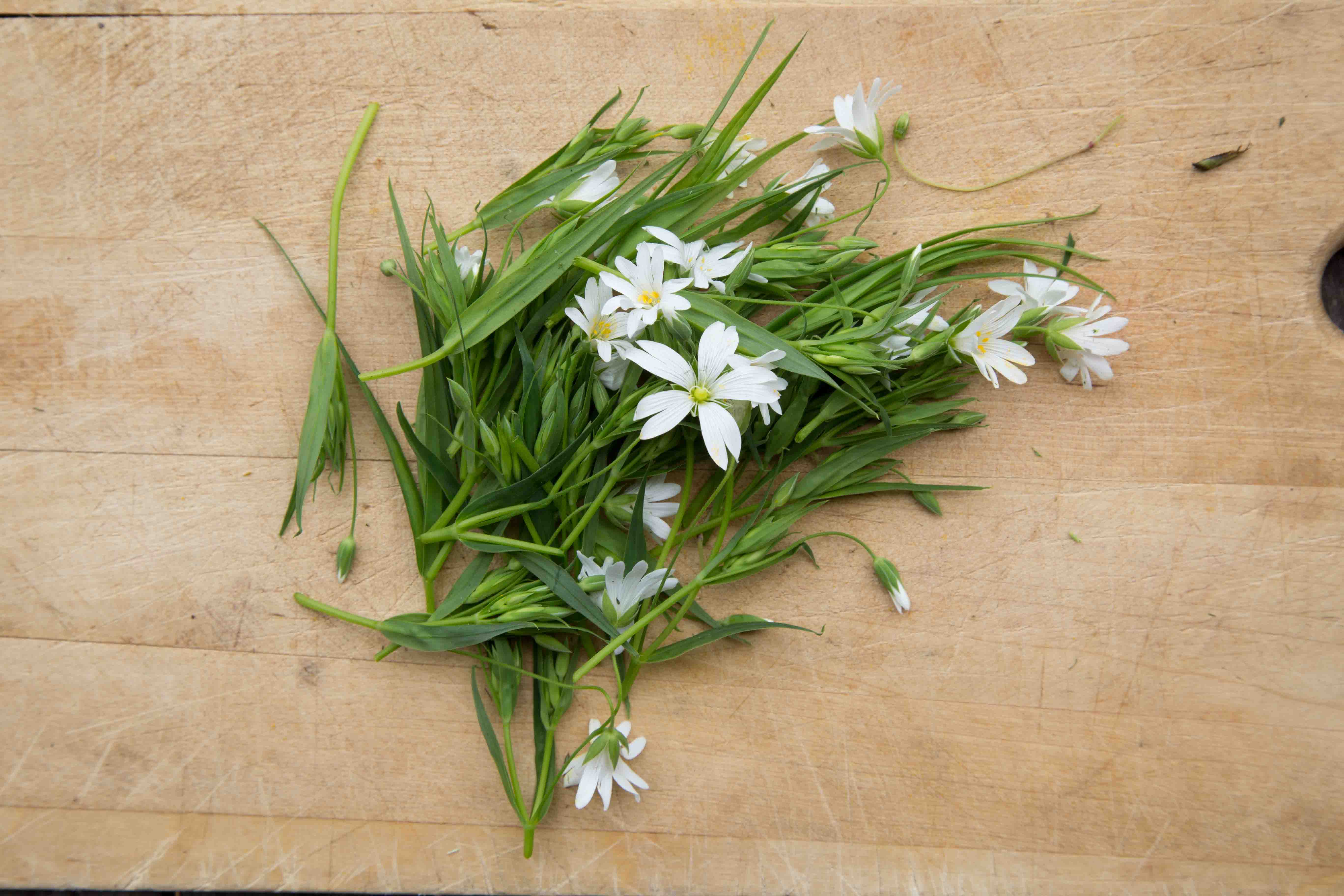 fleurs et pousses de stellaire