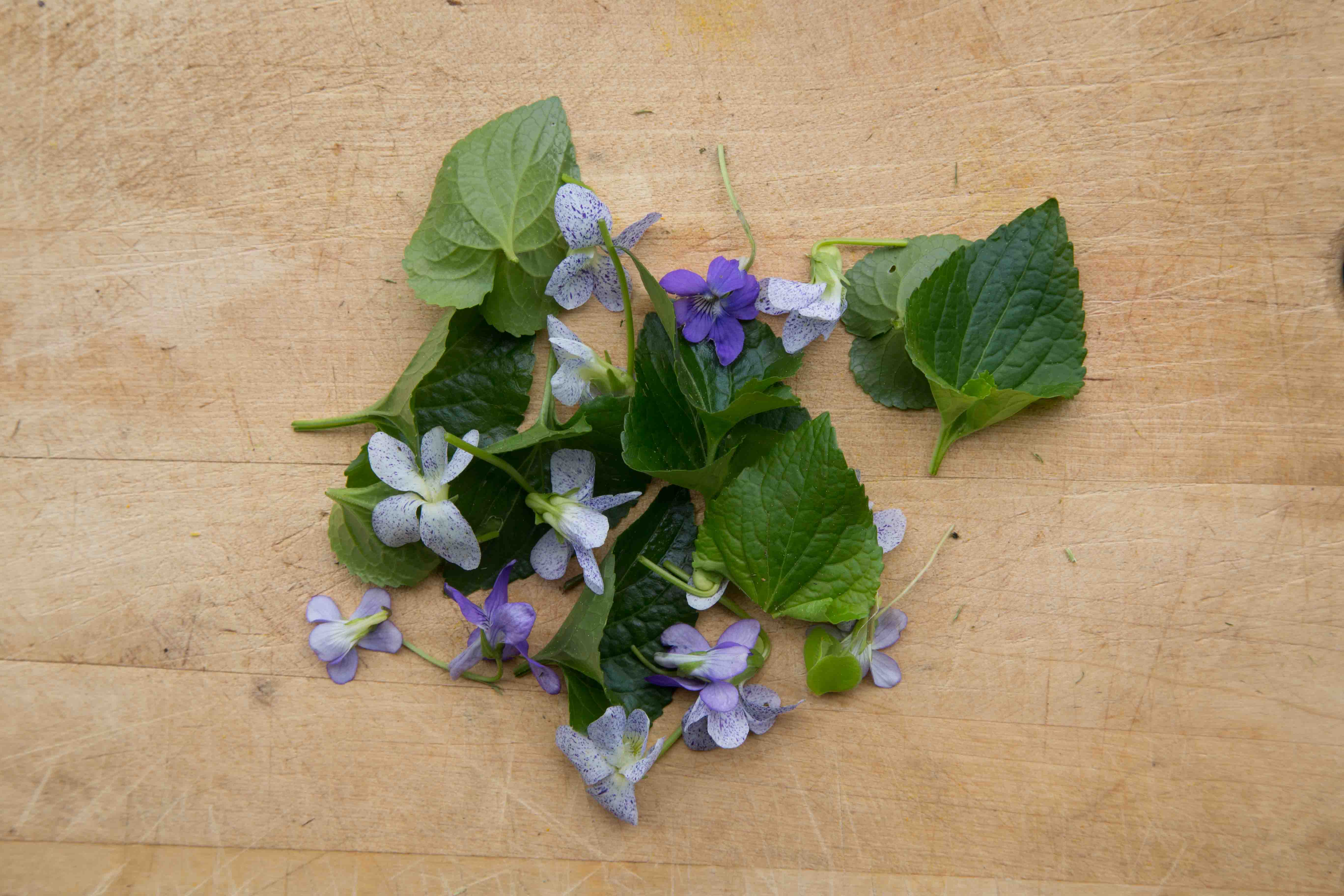 fleurs et feuilles de violettes