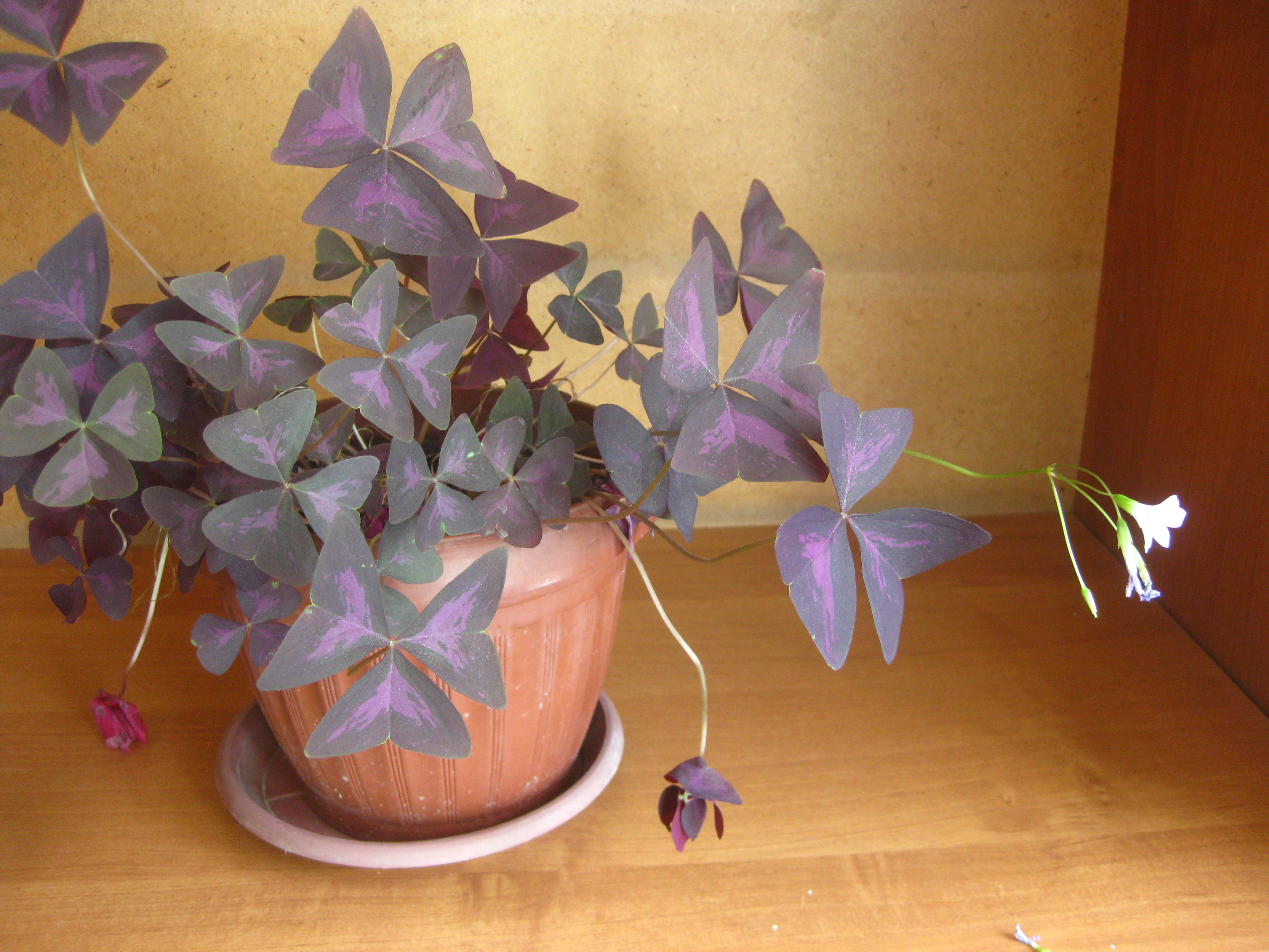 Flowers of Kyrgyzstan Lessons from the Peace Corps