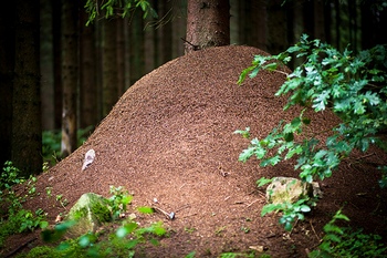 Giant anthill