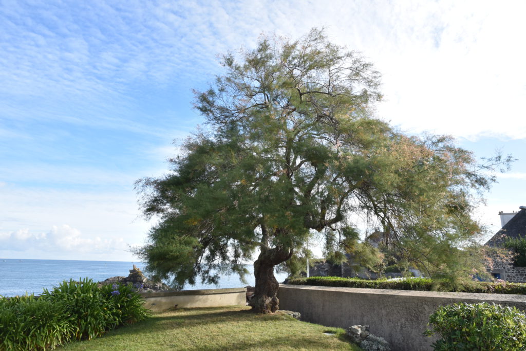 Tamaris d'été Tamarix - arbuste à fleurs roses Jardin & pot