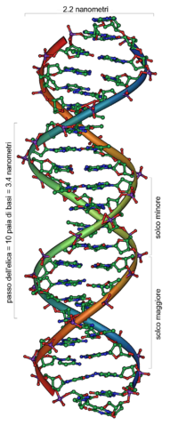 DNA (fonte: Wikipedia)